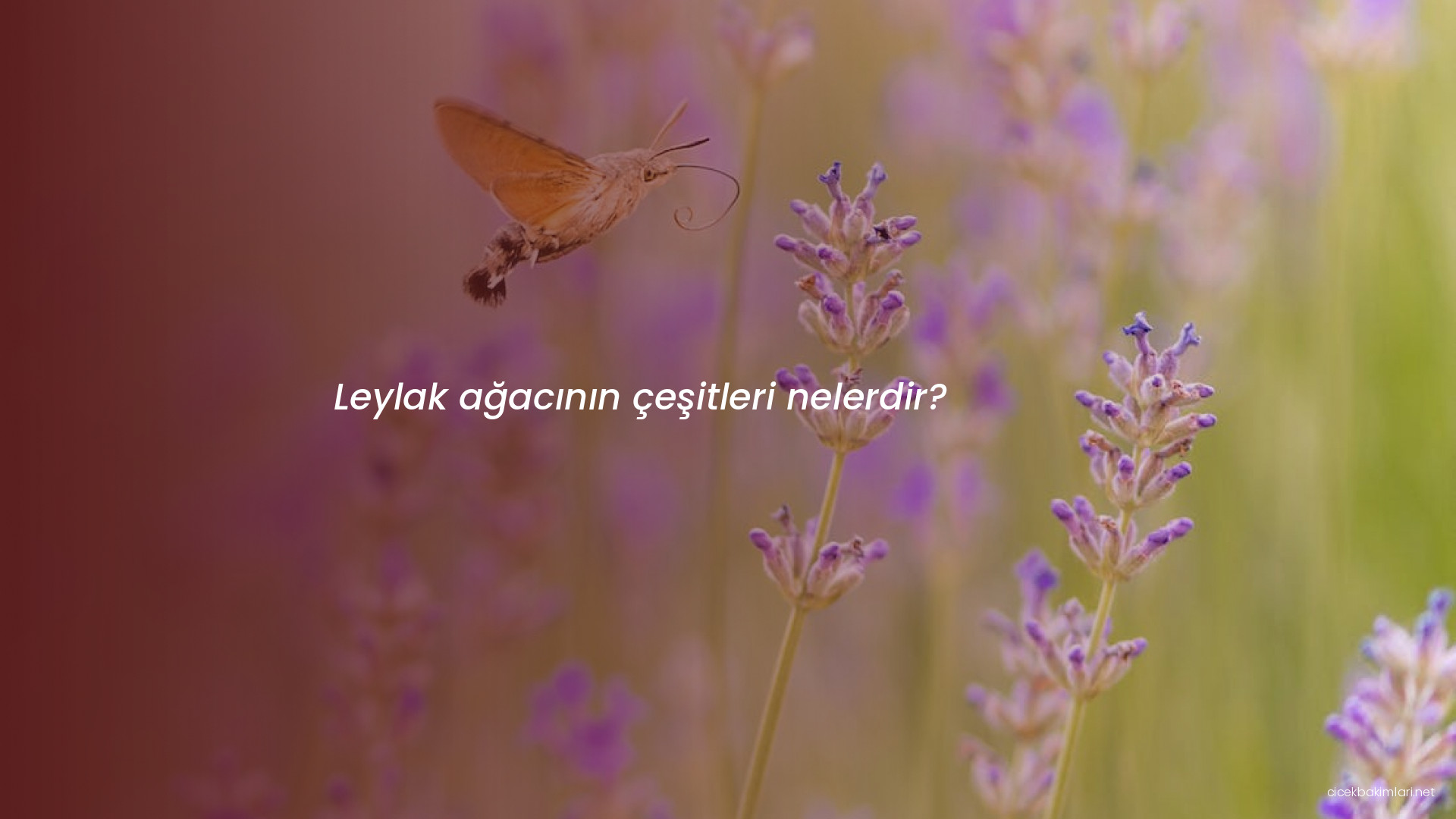 Leylak ağacının çeşitleri nelerdir?