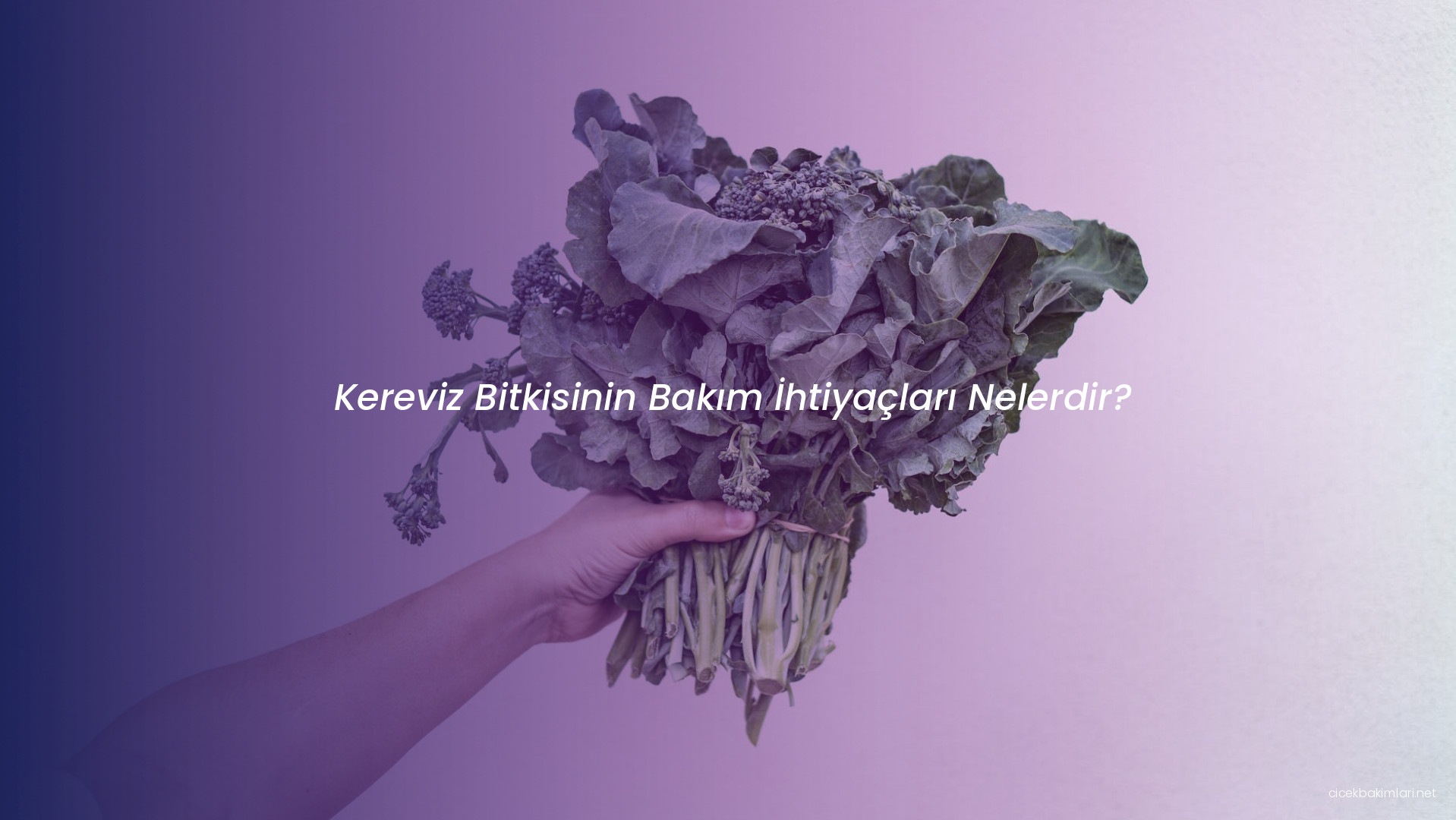 Kereviz Bitkisinin Bakım İhtiyaçları Nelerdir?