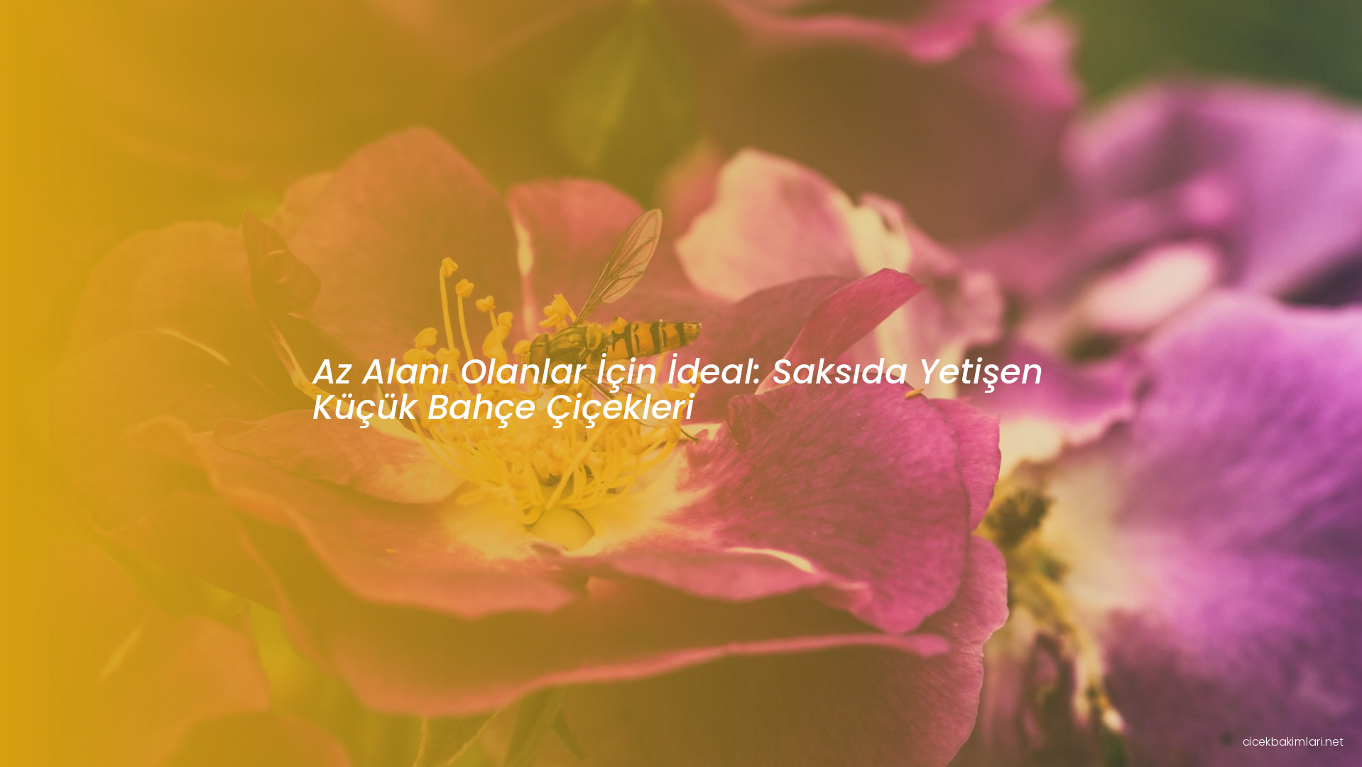 Az Alanı Olanlar İçin İdeal: Saksıda Yetişen Küçük Bahçe Çiçekleri