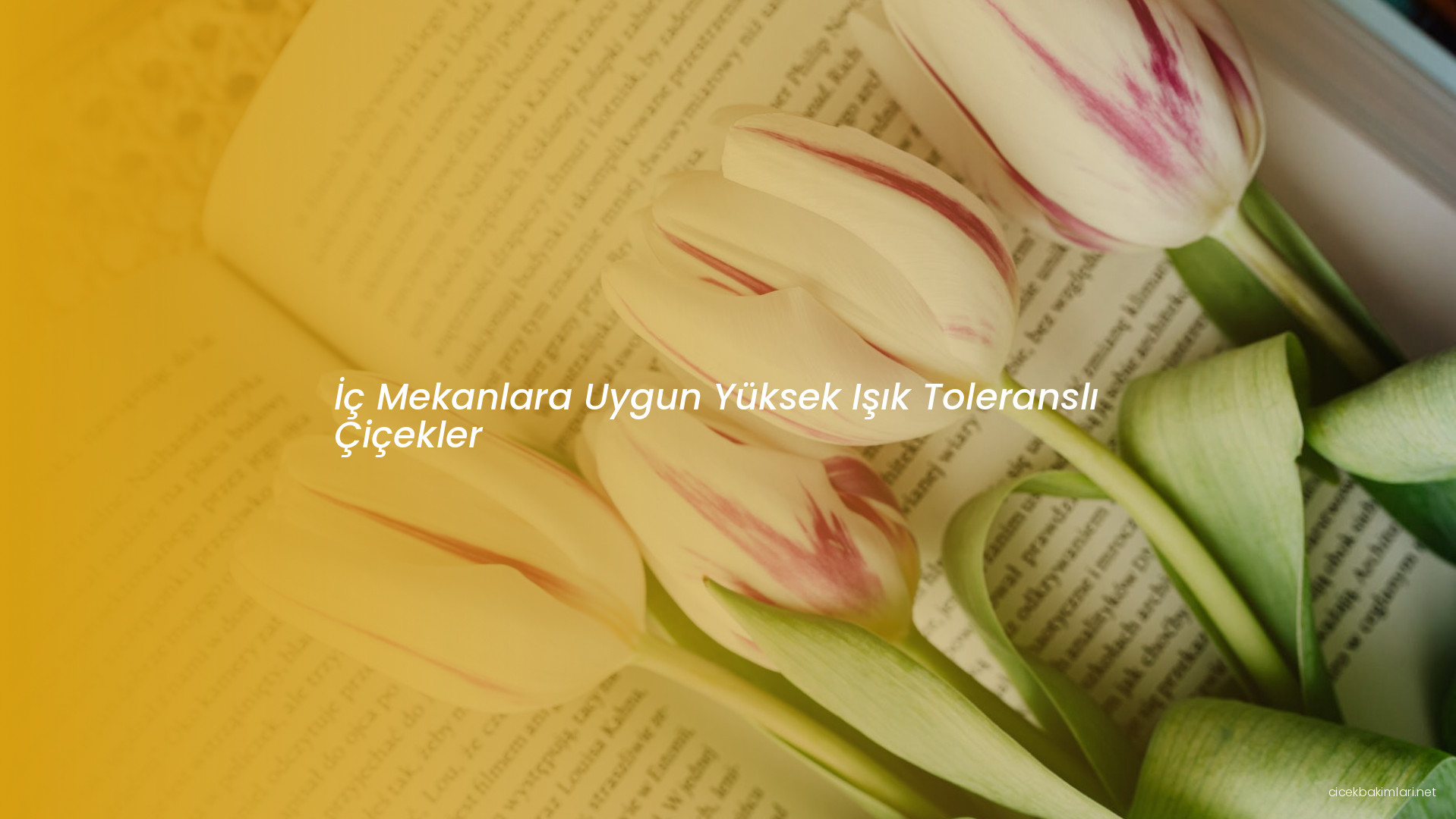 İç Mekanlara Uygun Yüksek Işık Toleranslı Çiçekler