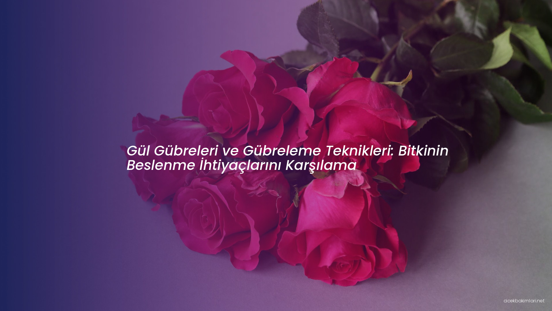 Gül Gübreleri ve Gübreleme Teknikleri: Bitkinin Beslenme İhtiyaçlarını Karşılama