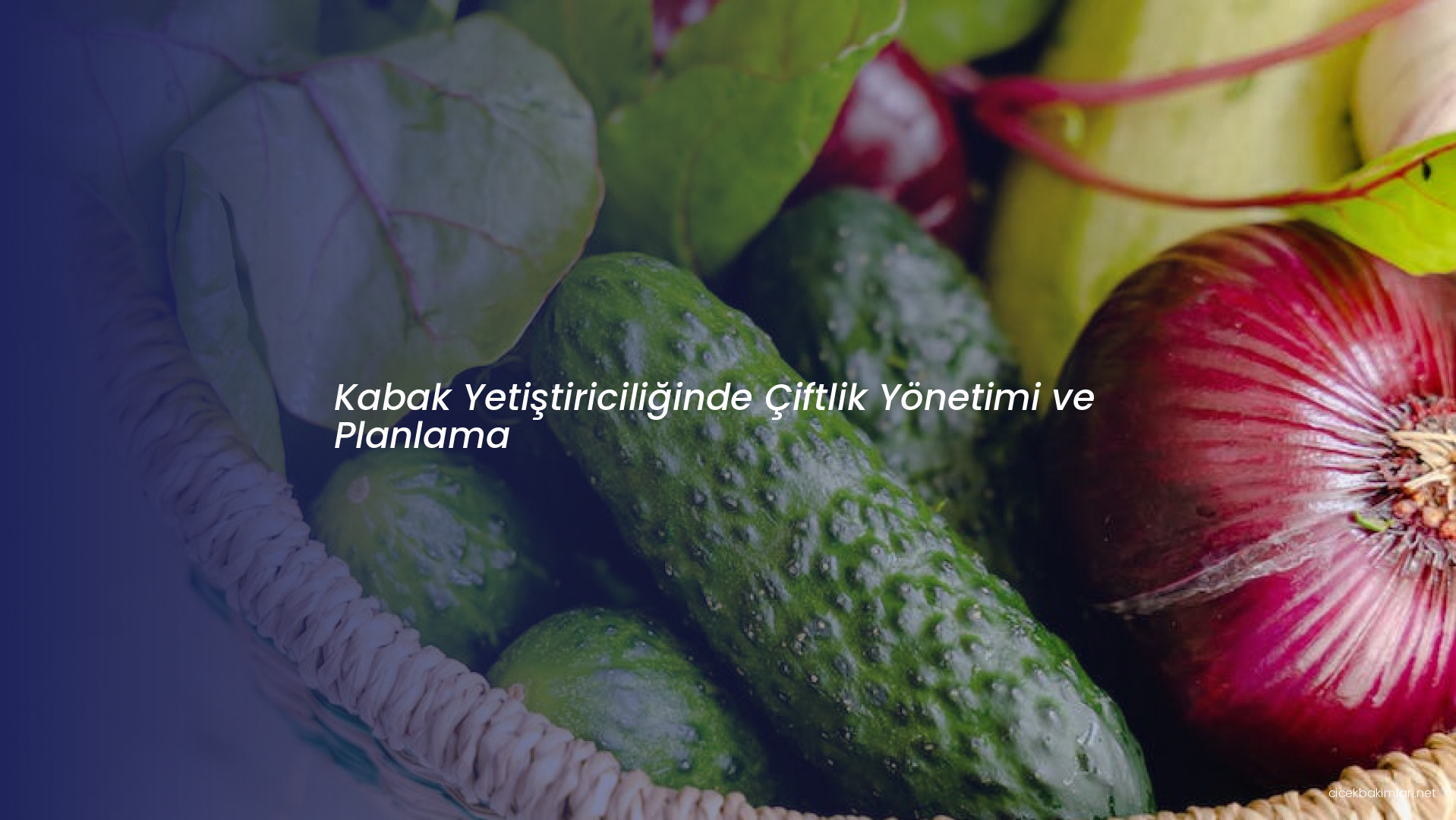 Kabak Yetiştiriciliğinde Çiftlik Yönetimi ve Planlama