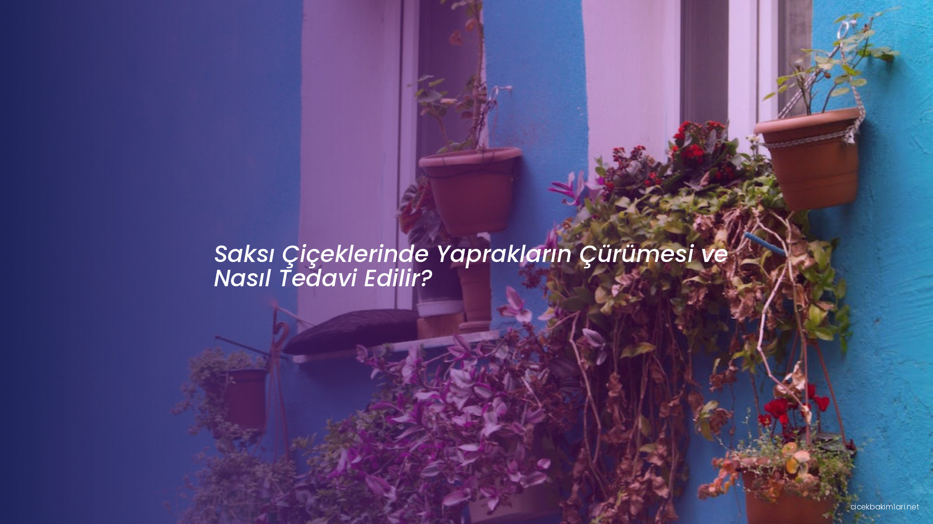 Saksı Çiçeklerinde Yaprakların Çürümesi ve Nasıl Tedavi Edilir?