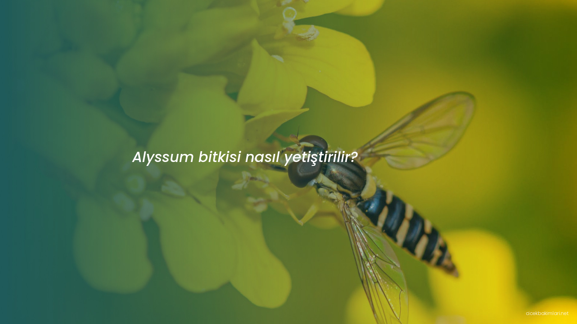 Alyssum bitkisi nasıl yetiştirilir?