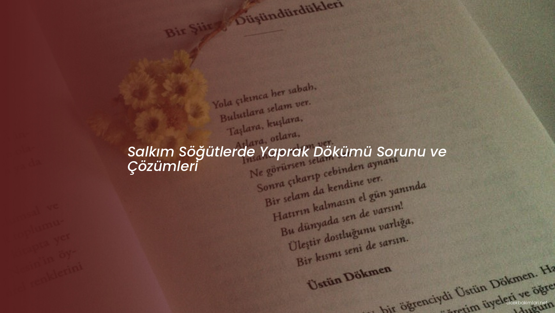 Salkım Söğütlerde Yaprak Dökümü Sorunu ve Çözümleri