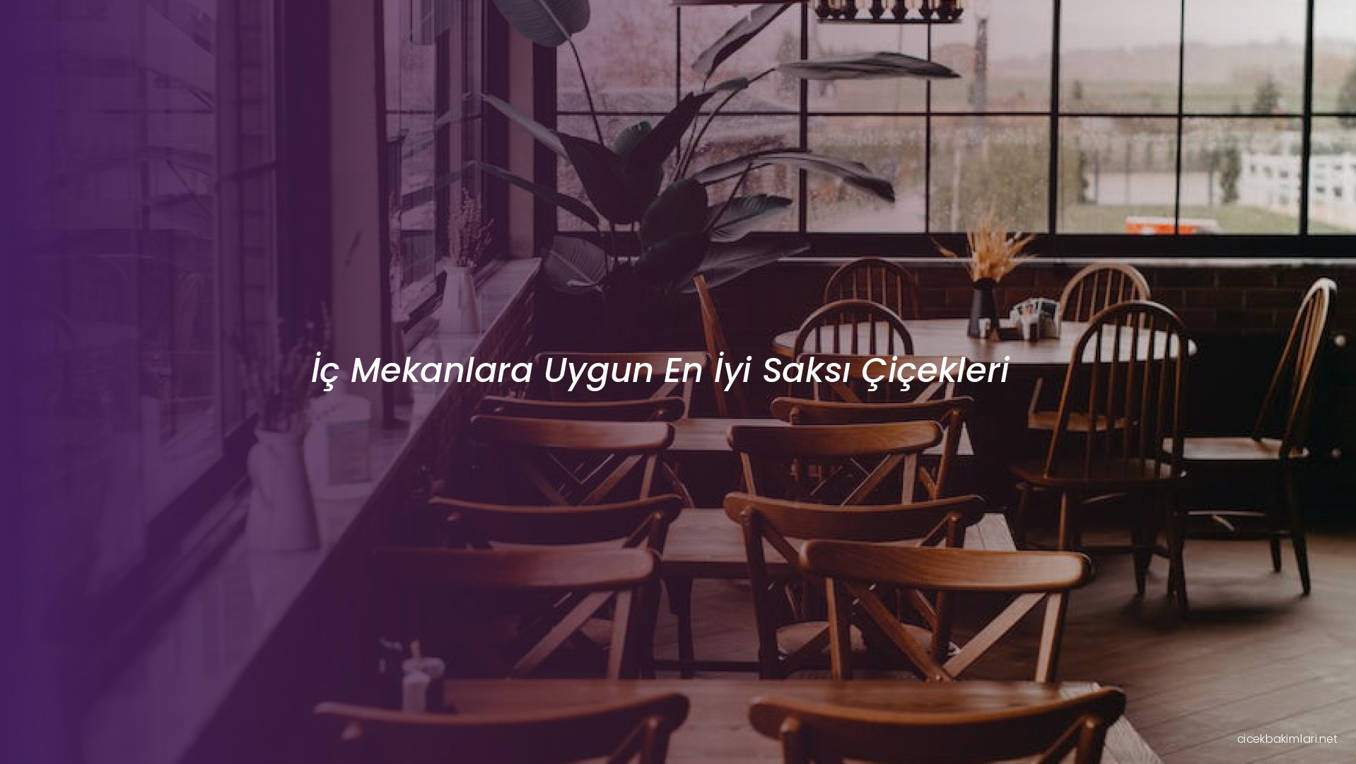 İç Mekanlara Uygun En İyi Saksı Çiçekleri