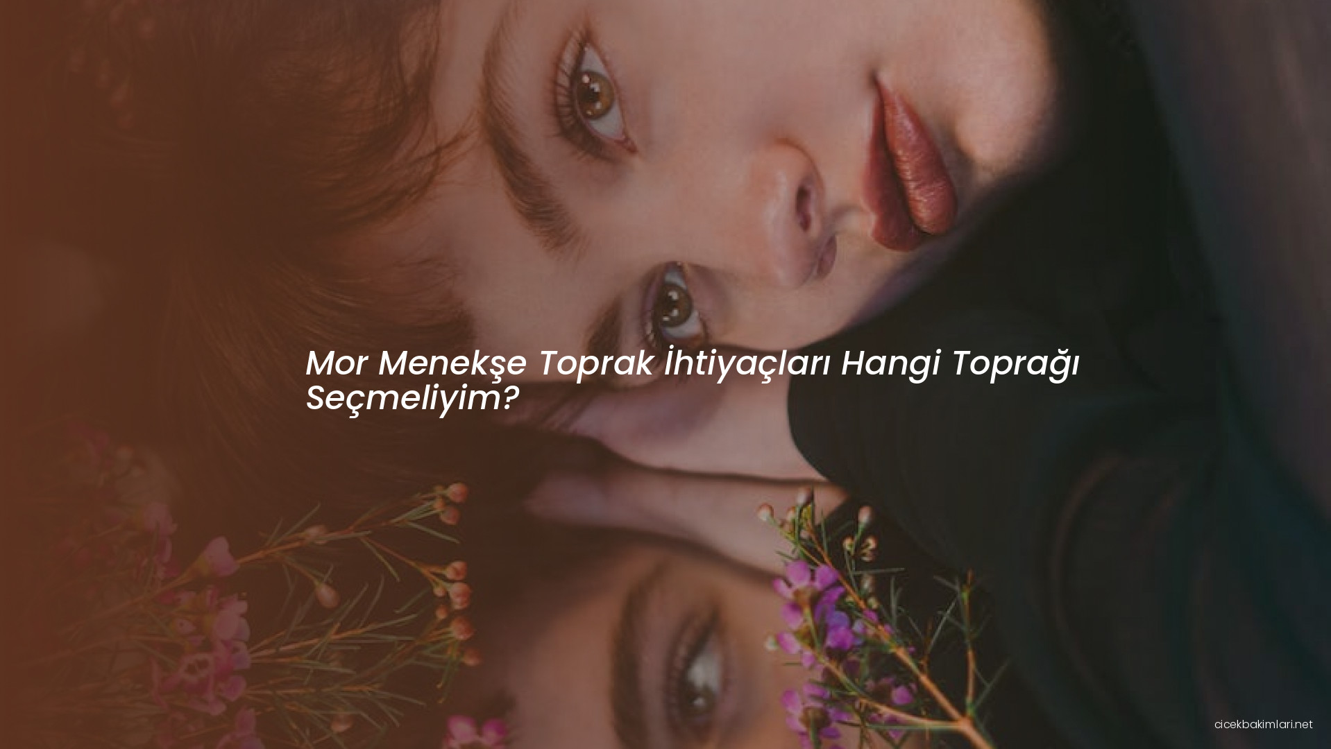 Mor Menekşe Toprak İhtiyaçları Hangi Toprağı Seçmeliyim?