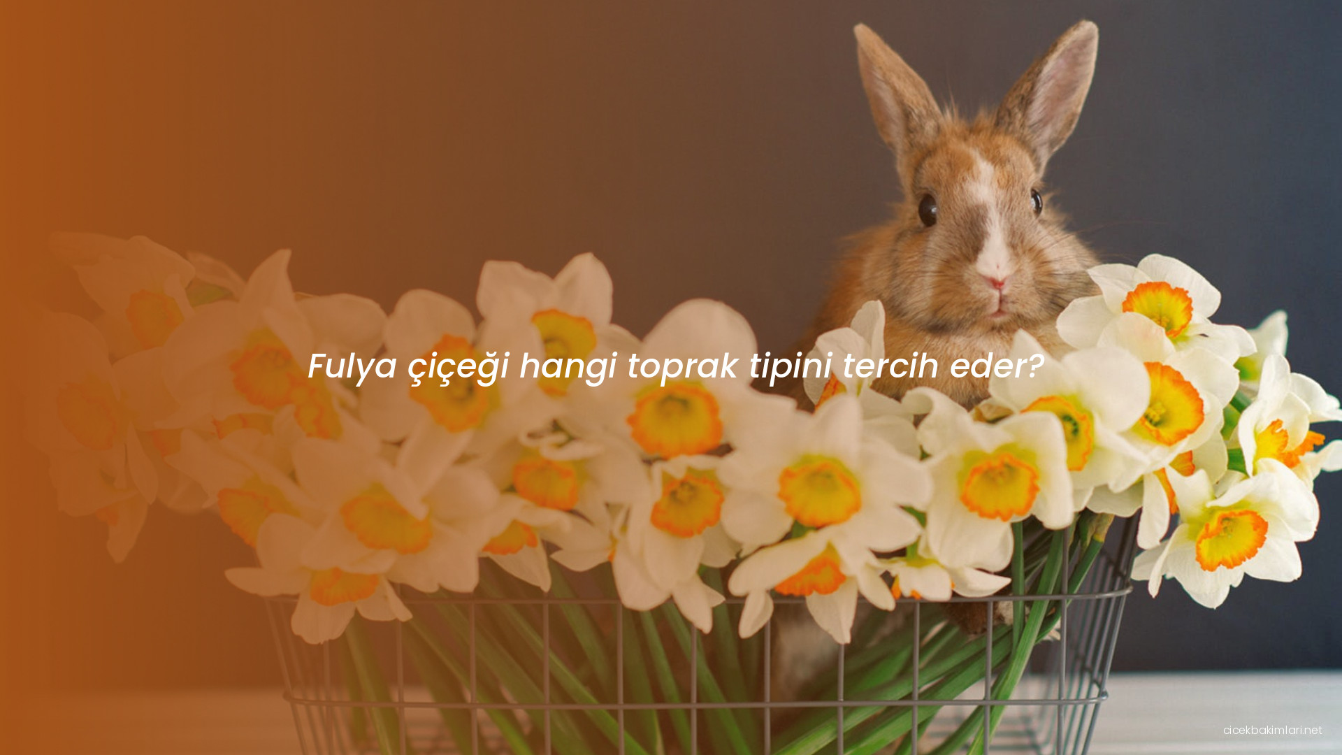 Fulya çiçeği hangi toprak tipini tercih eder?