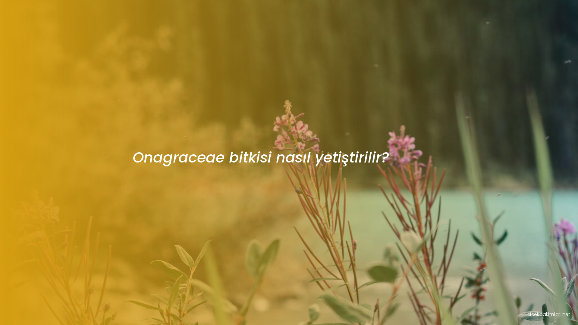 Onagraceae bitkisi nasıl yetiştirilir?