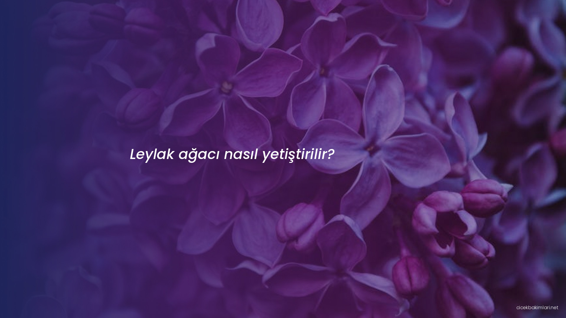 Leylak ağacı nasıl yetiştirilir?