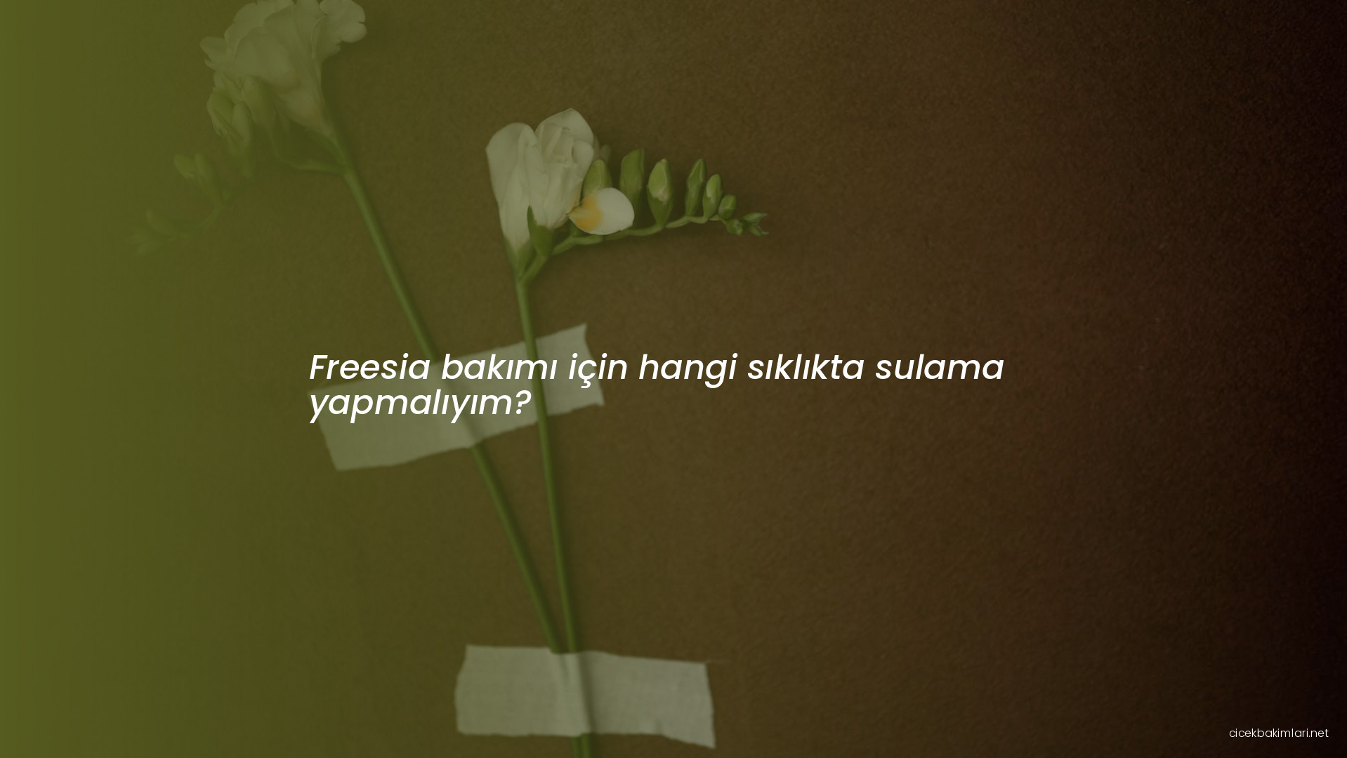 Freesia bakımı için hangi sıklıkta sulama yapmalıyım?