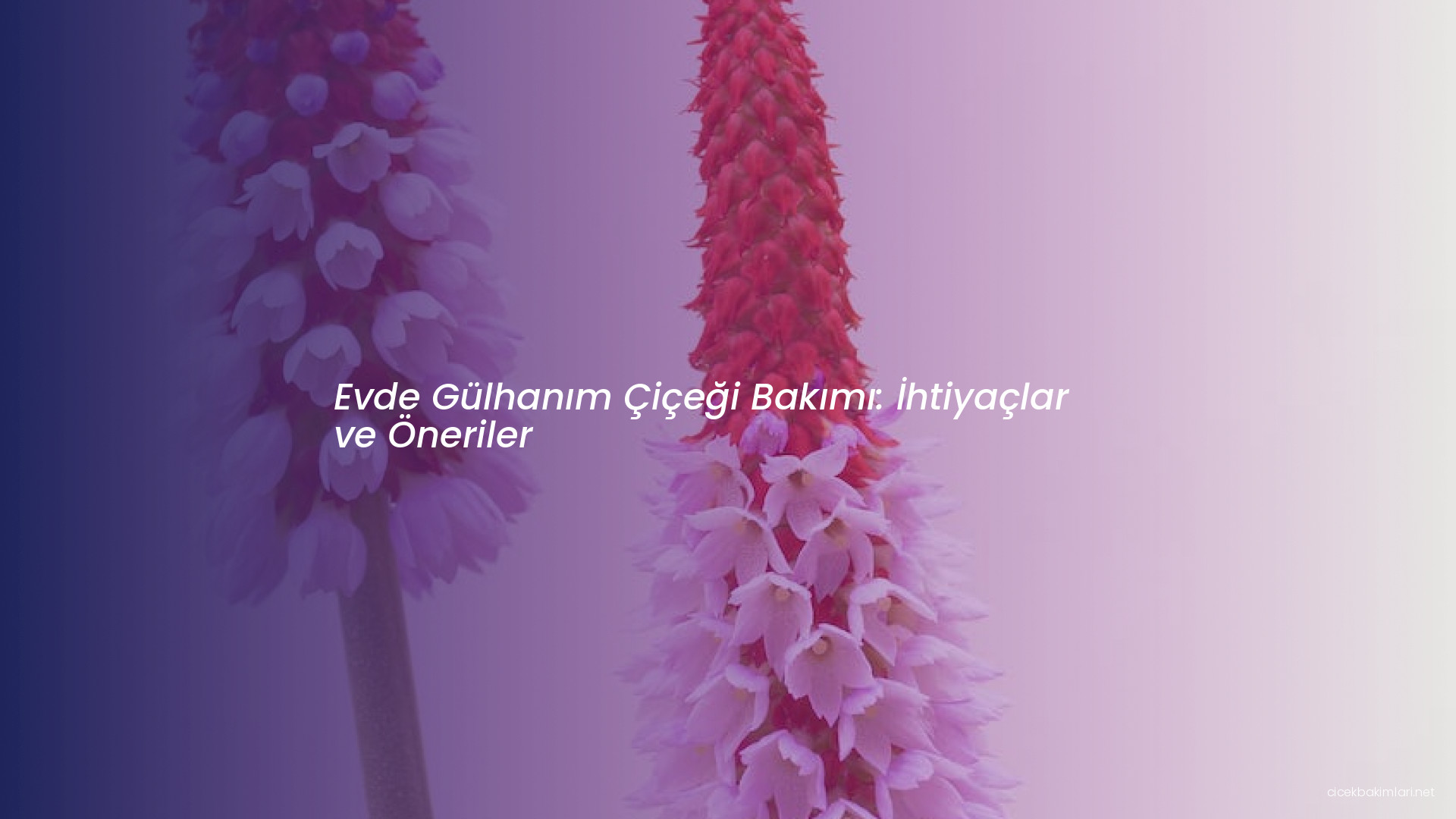 Evde Gülhanım Çiçeği Bakımı: İhtiyaçlar ve Öneriler