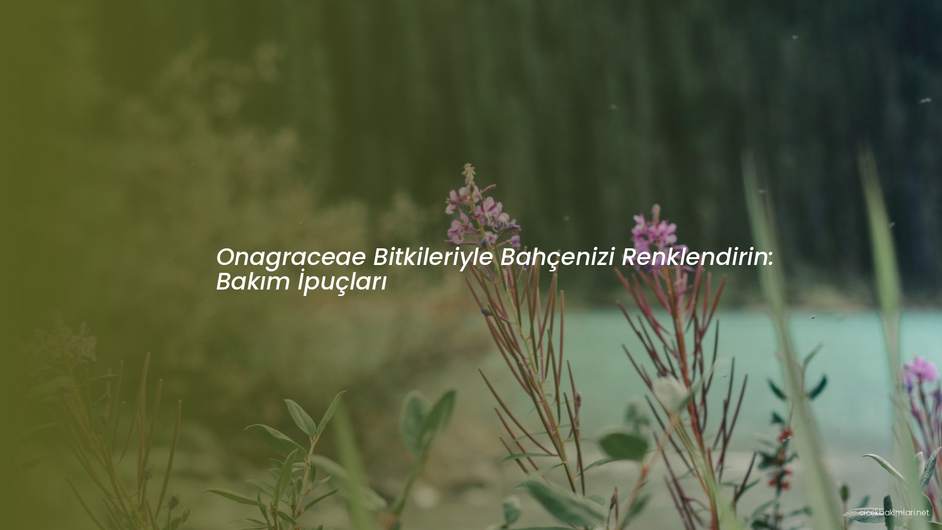 Onagraceae Bitkileriyle Bahçenizi Renklendirin: Bakım İpuçları