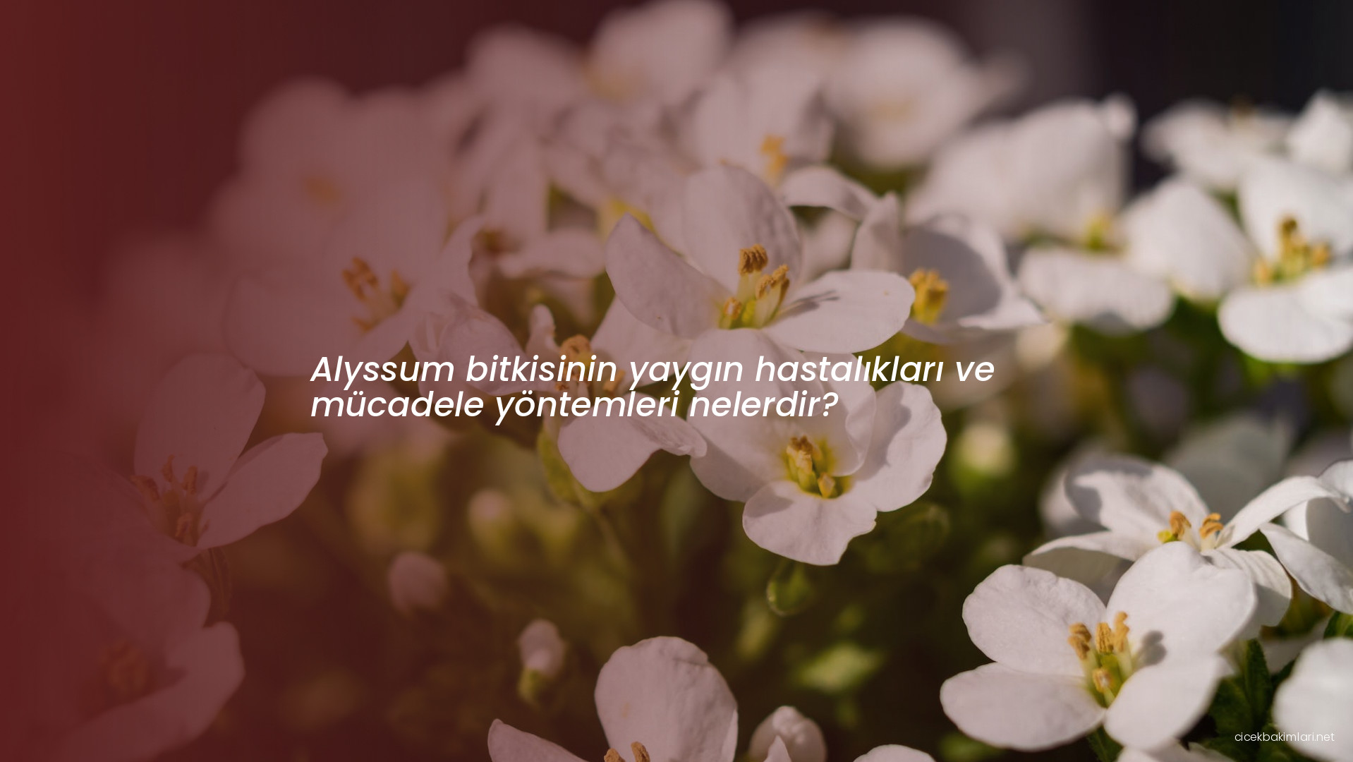 Alyssum bitkisinin yaygın hastalıkları ve mücadele yöntemleri nelerdir?