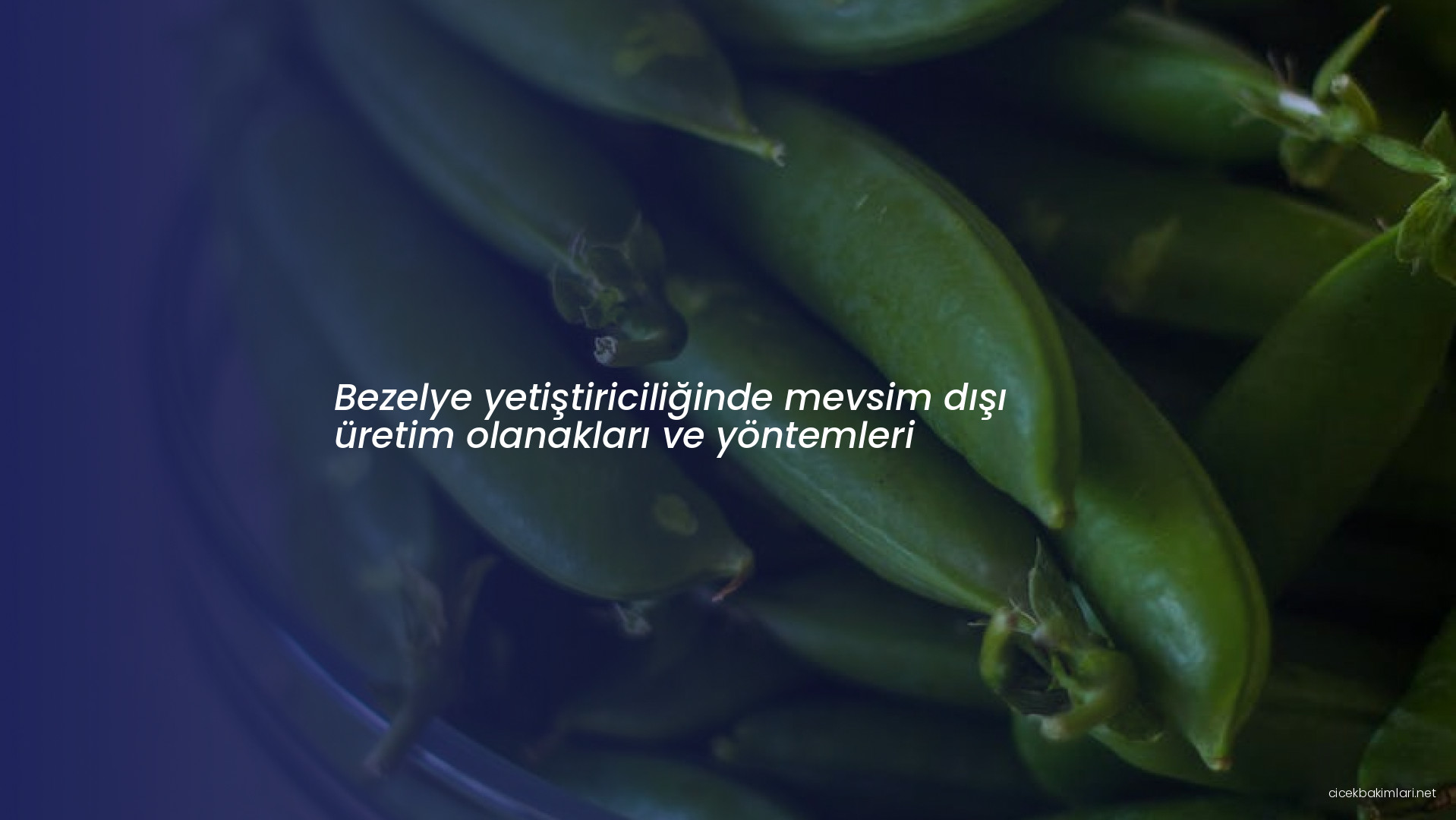 Bezelye yetiştiriciliğinde mevsim dışı üretim olanakları ve yöntemleri
