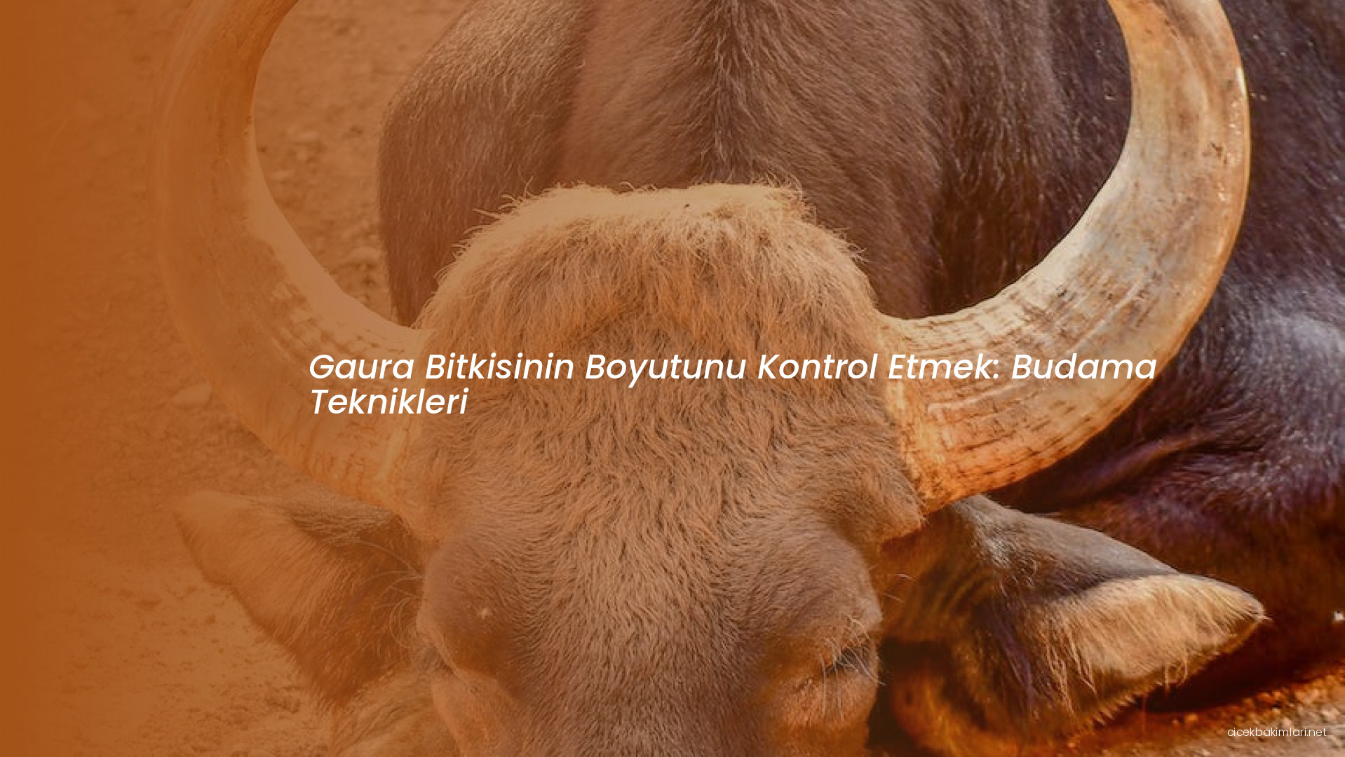 Gaura Bitkisinin Boyutunu Kontrol Etmek: Budama Teknikleri