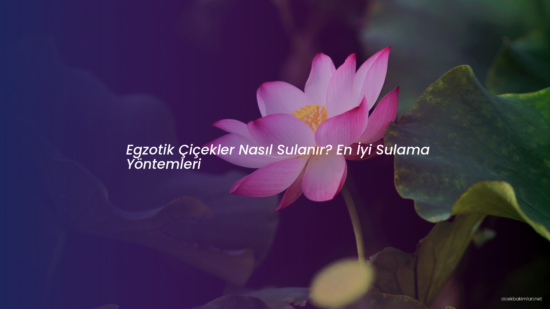 Egzotik Çiçekler Nasıl Sulanır? En İyi Sulama Yöntemleri