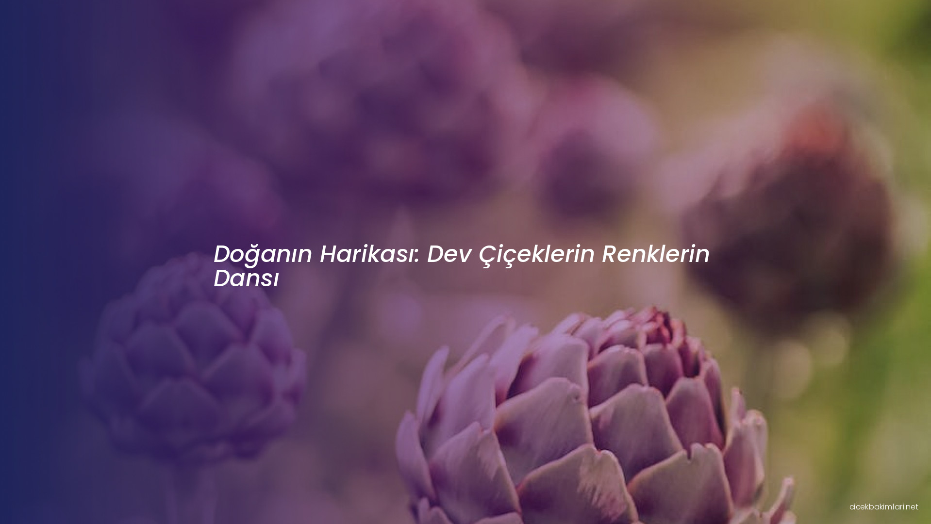 Doğanın Harikası: Dev Çiçeklerin Renklerin Dansı