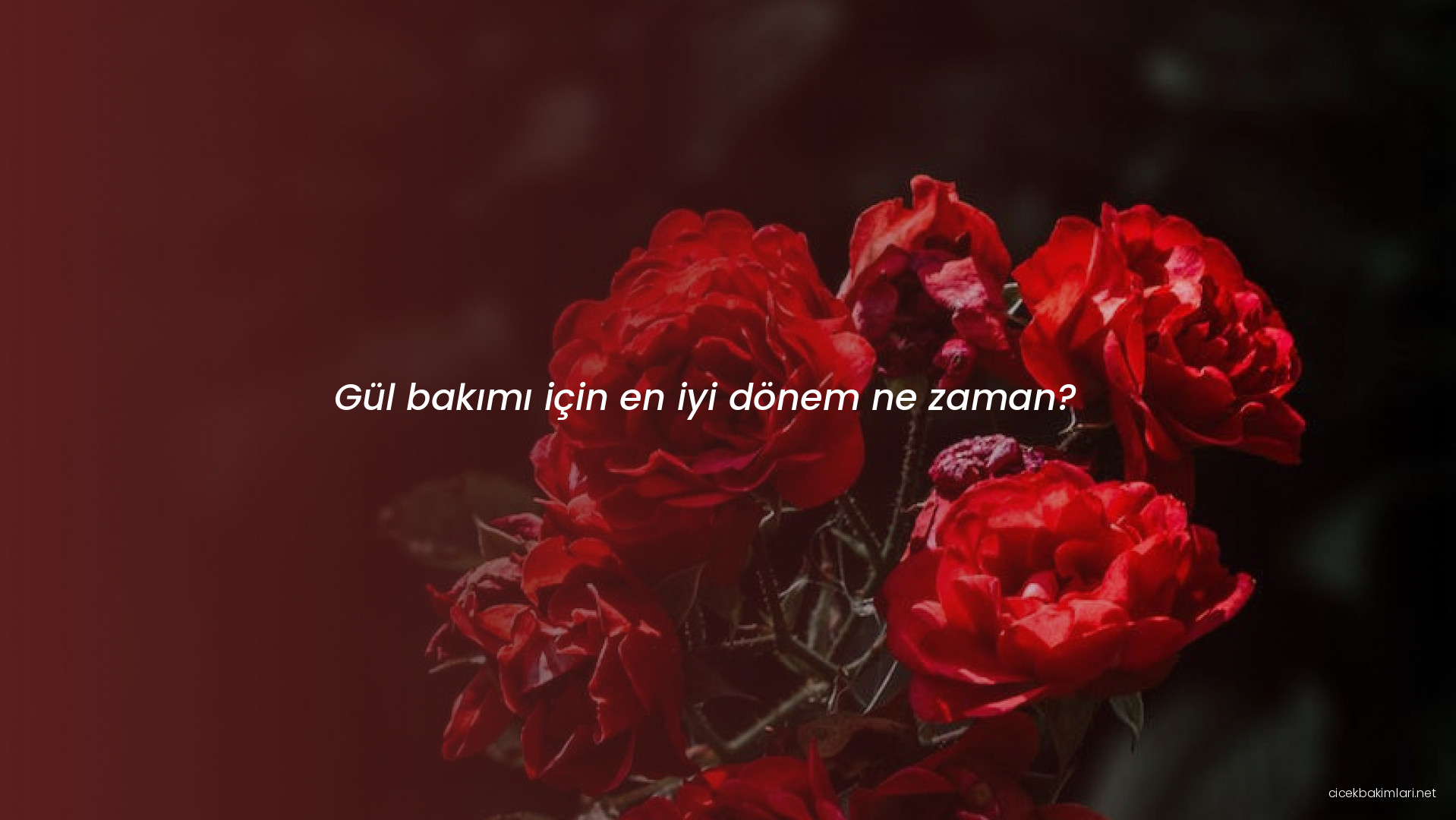 Gül bakımı için en iyi dönem ne zaman?