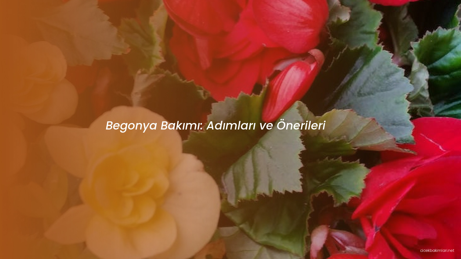 Begonya Bakımı: Adımları ve Önerileri
