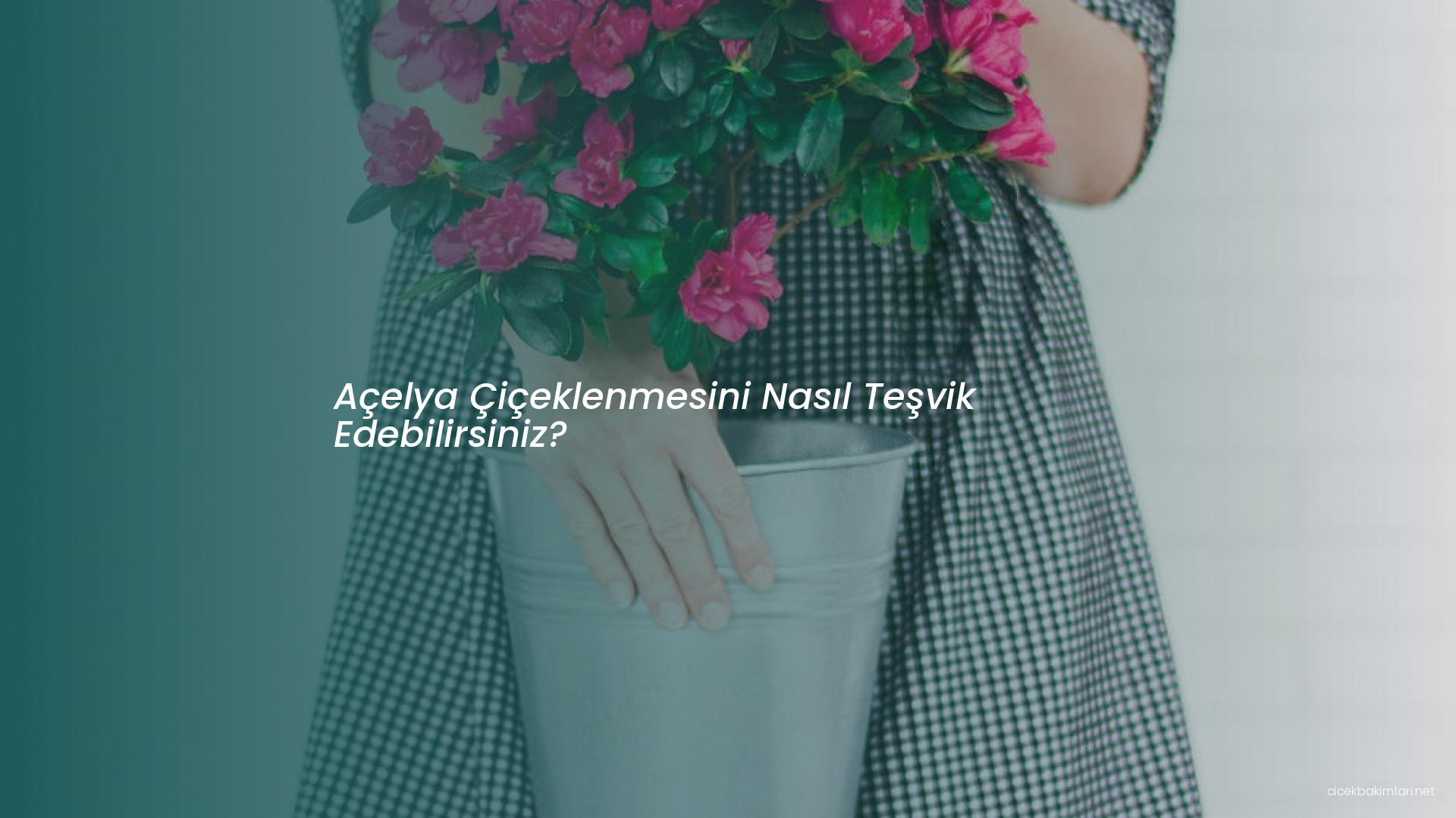Açelya Çiçeklenmesini Nasıl Teşvik Edebilirsiniz?
