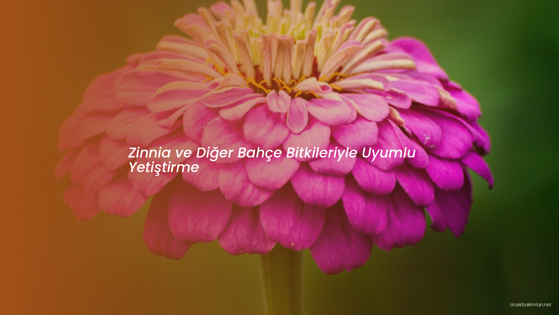 Zinnia ve Diğer Bahçe Bitkileriyle Uyumlu Yetiştirme