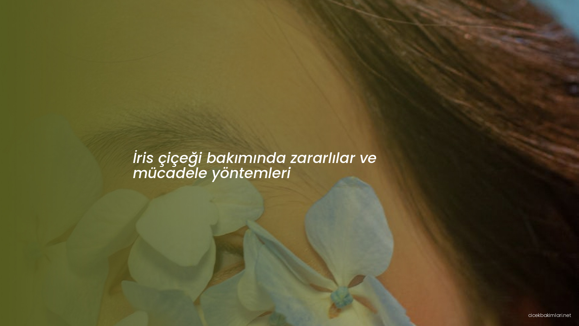 İris çiçeği bakımında zararlılar ve mücadele yöntemleri