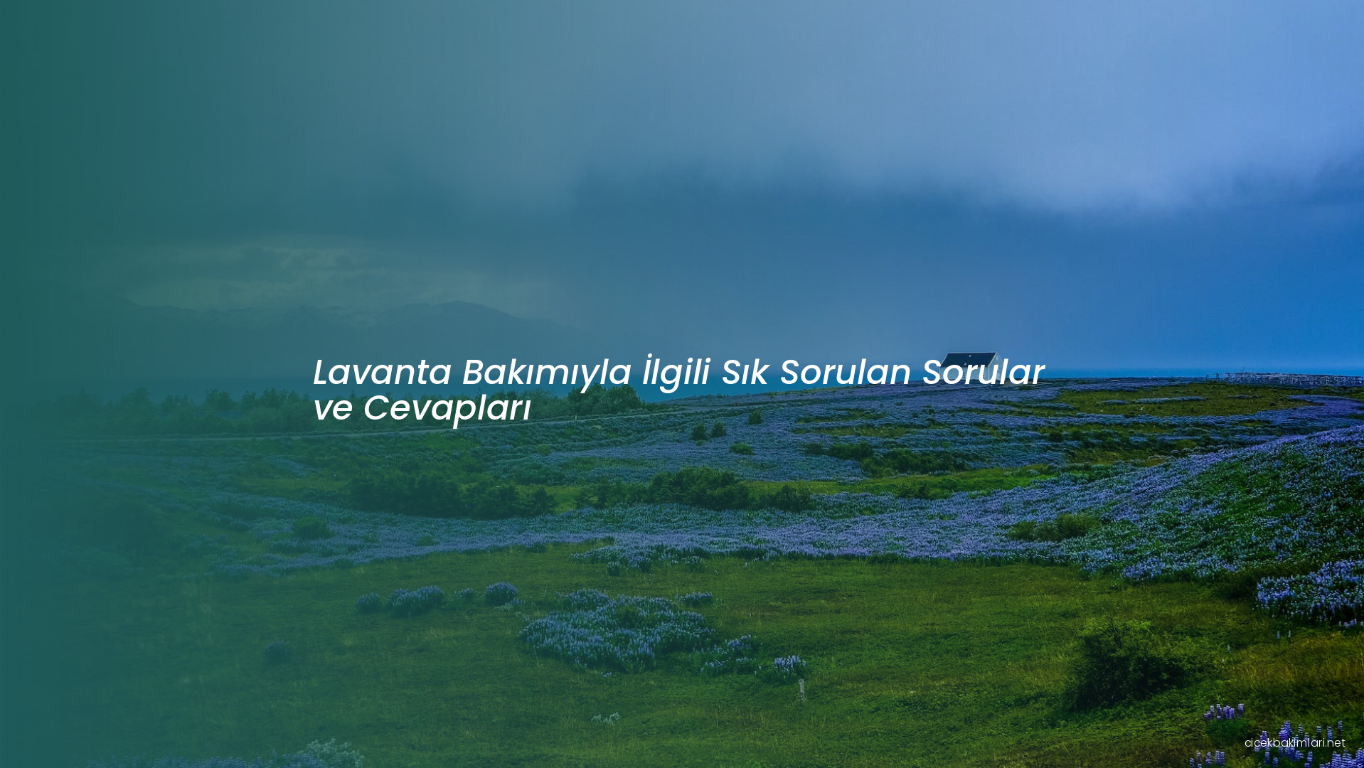 Lavanta Bakımıyla İlgili Sık Sorulan Sorular ve Cevapları
