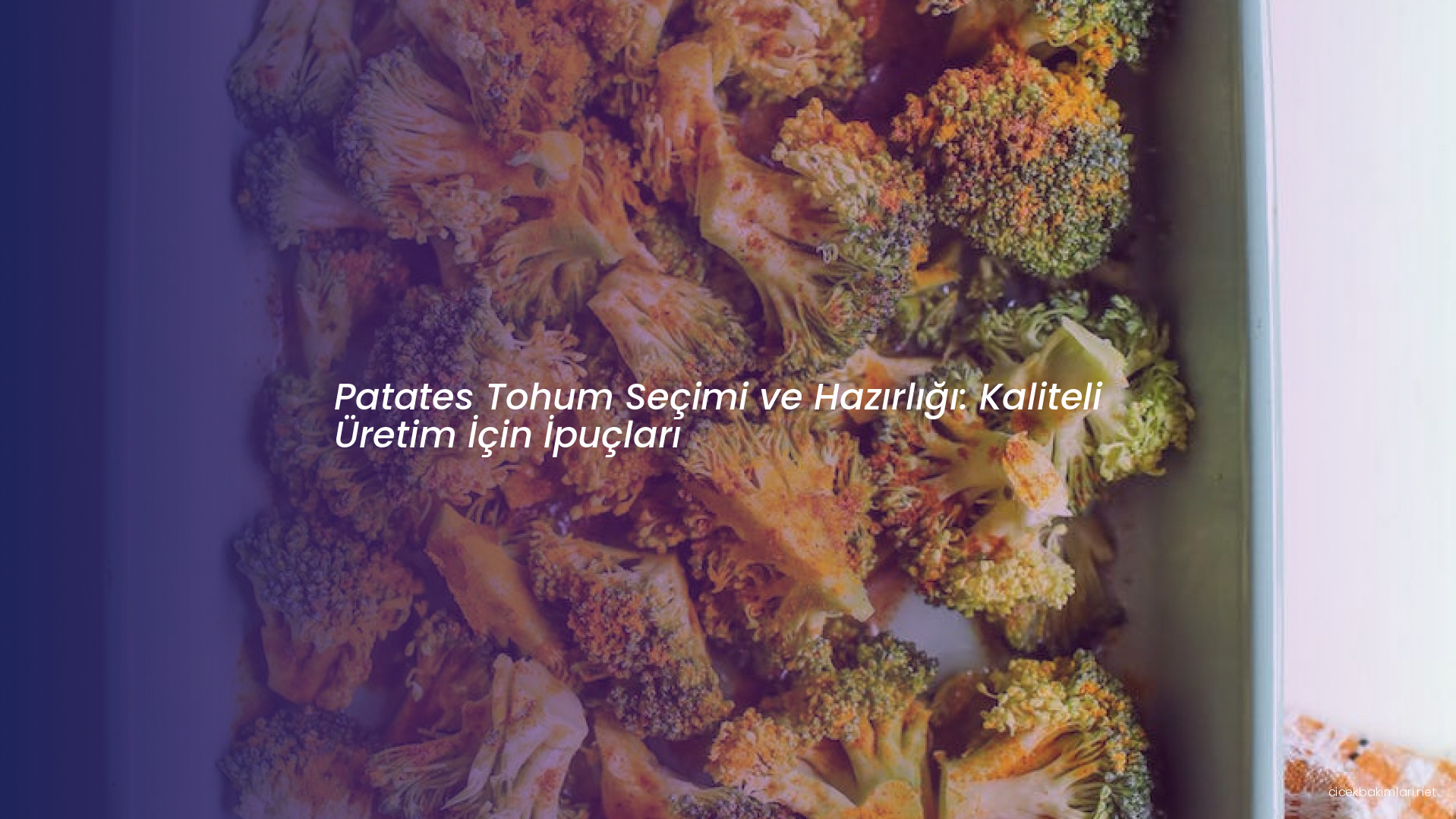 Patates Tohum Seçimi ve Hazırlığı: Kaliteli Üretim İçin İpuçları
