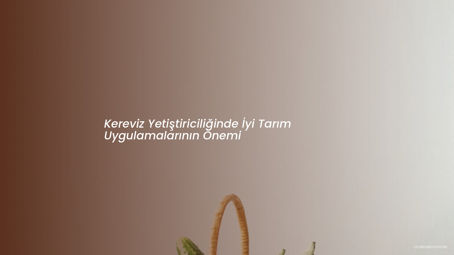 Kereviz Yetiştiriciliğinde İyi Tarım Uygulamalarının Önemi