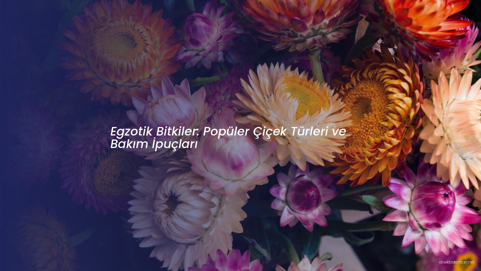 Egzotik Bitkiler: Popüler Çiçek Türleri ve Bakım İpuçları