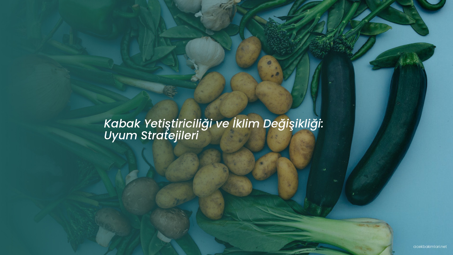 Kabak Yetiştiriciliği ve İklim Değişikliği: Uyum Stratejileri