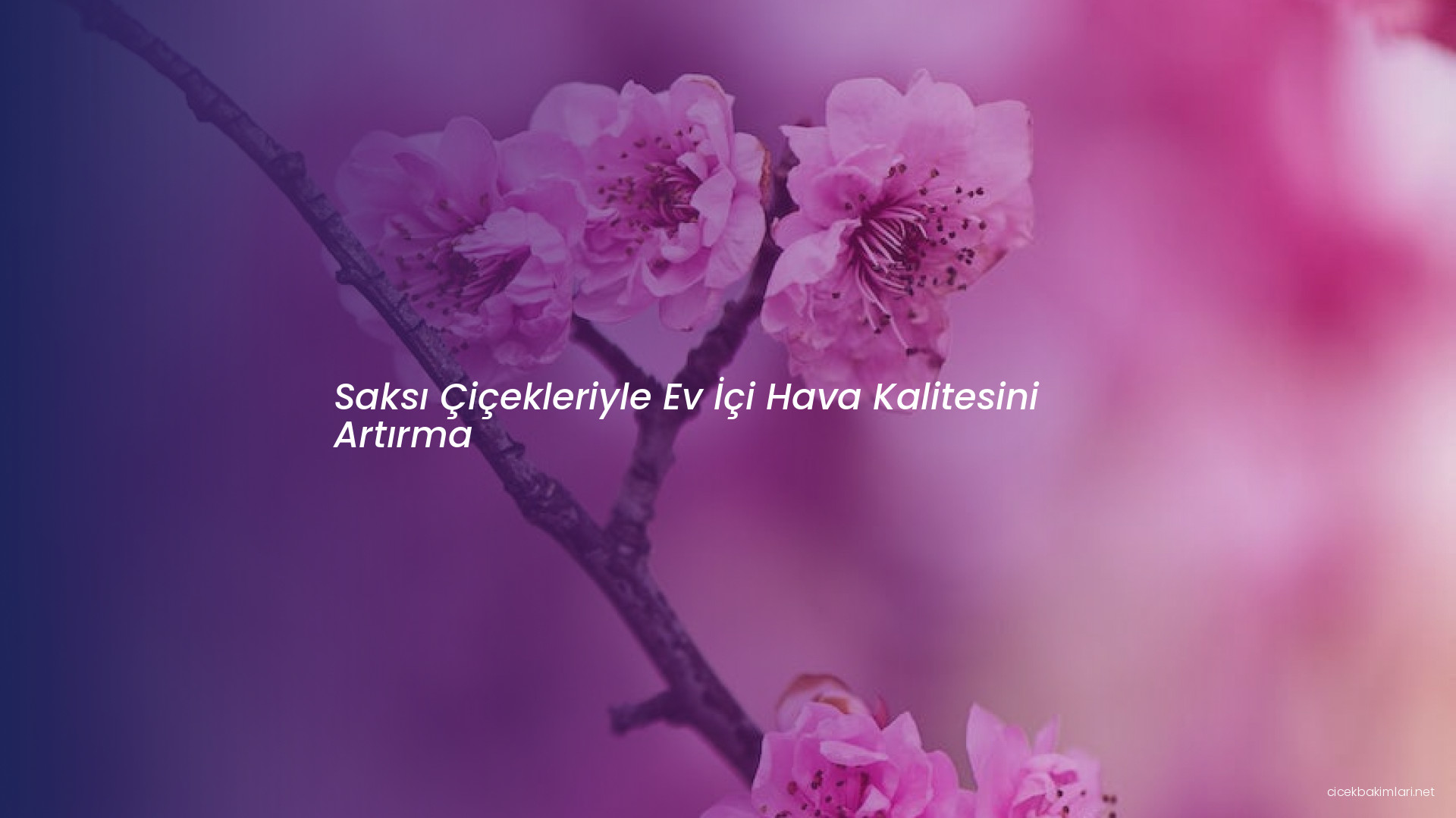 Saksı Çiçekleriyle Ev İçi Hava Kalitesini Artırma
