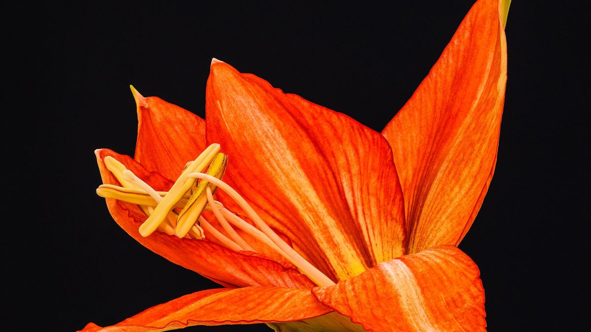 Amaryllis Çiçeği ve Evcil Hayvanlar: Güvenli Bir Ortam Sağlama