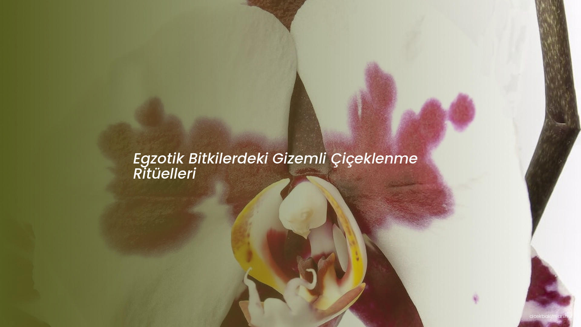 Egzotik Bitkilerdeki Gizemli Çiçeklenme Ritüelleri