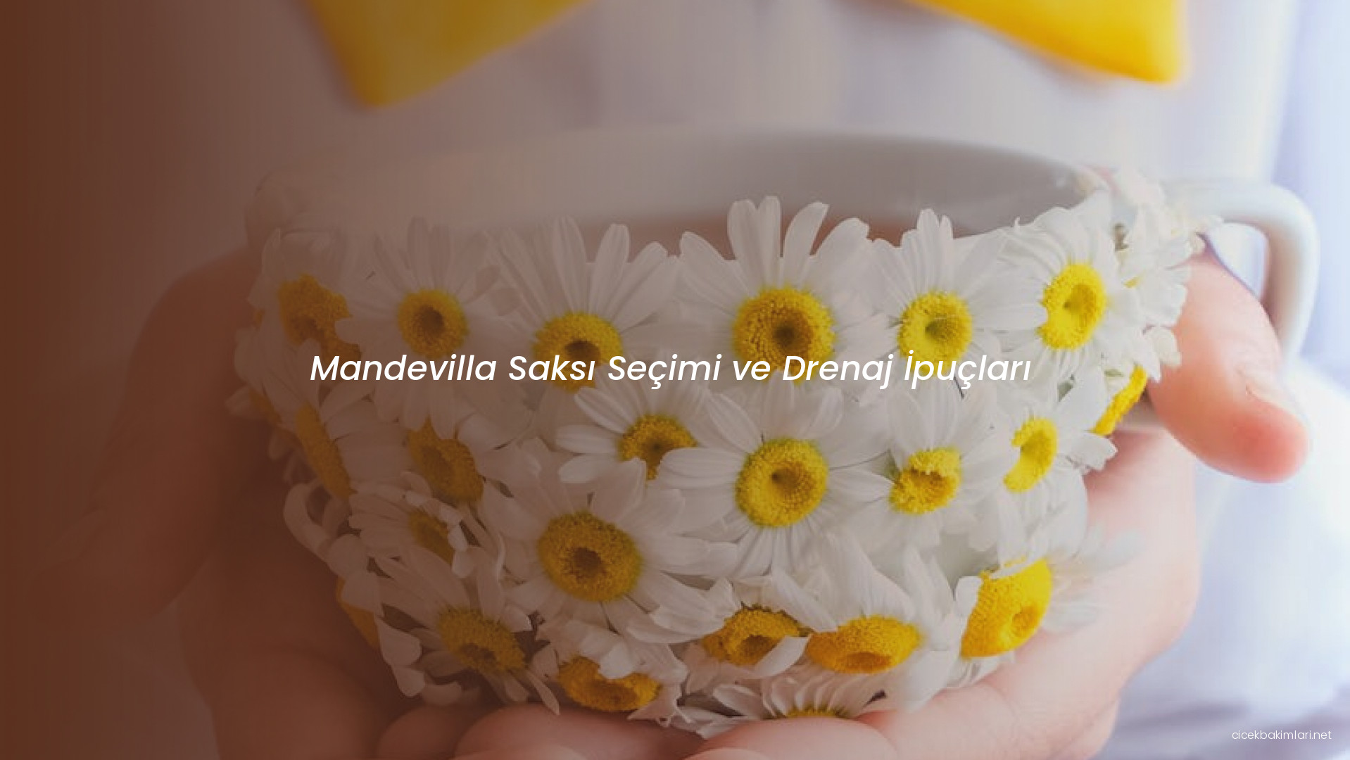 Mandevilla Saksı Seçimi ve Drenaj İpuçları