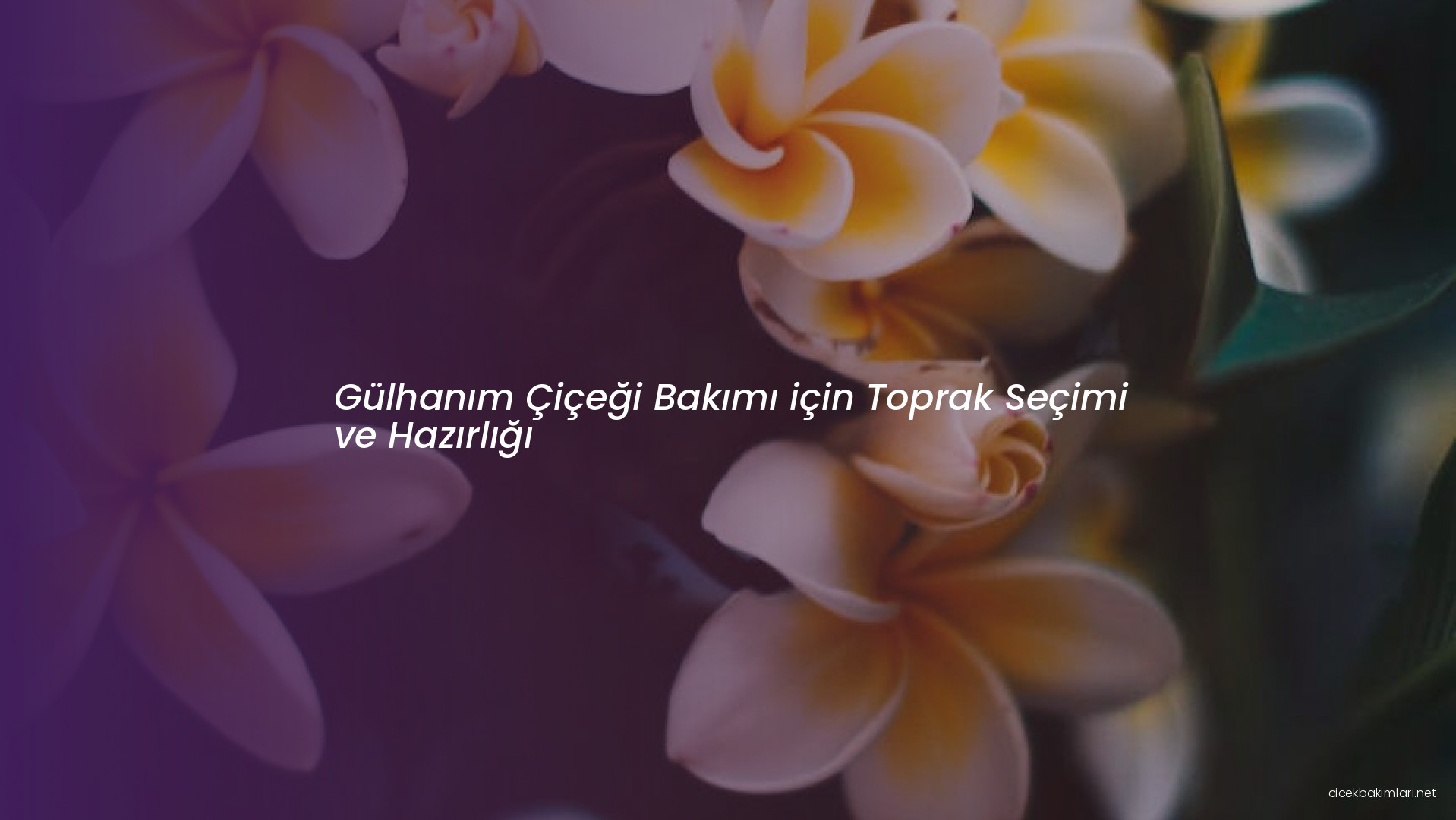 Gülhanım Çiçeği Bakımı için Toprak Seçimi ve Hazırlığı