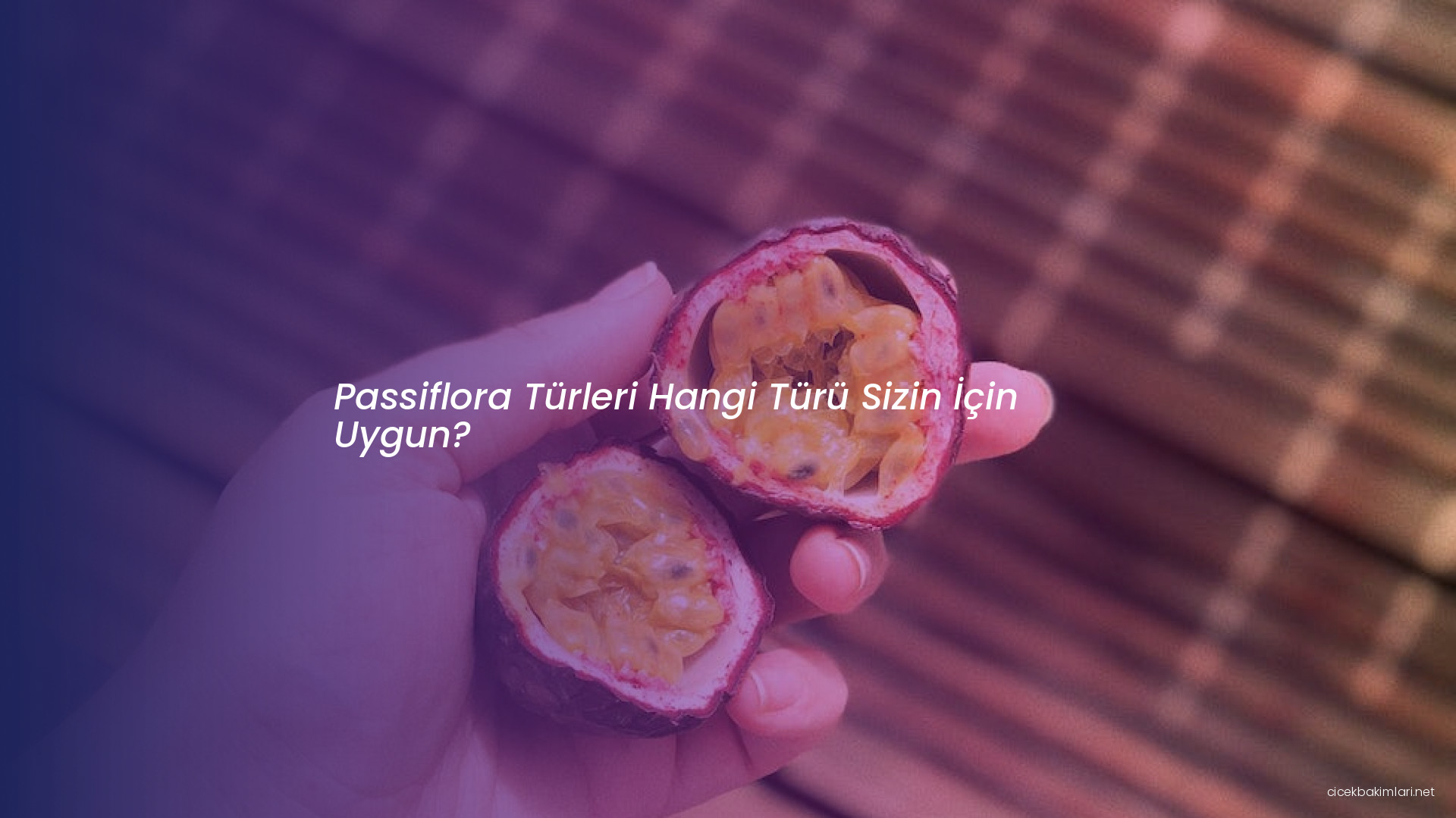 Passiflora Türleri Hangi Türü Sizin İçin Uygun?