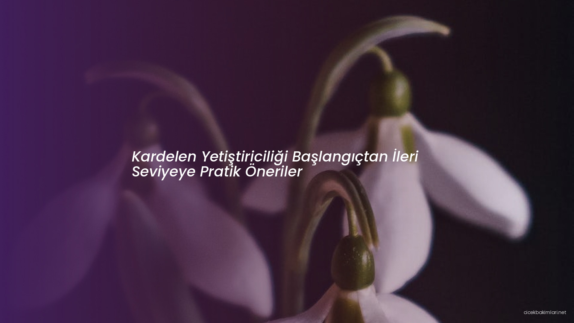 Kardelen Yetiştiriciliği Başlangıçtan İleri Seviyeye Pratik Öneriler