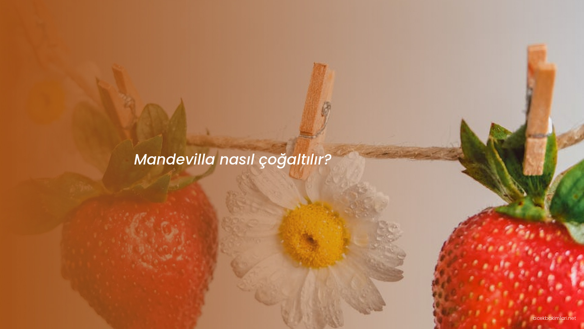 Mandevilla nasıl çoğaltılır?