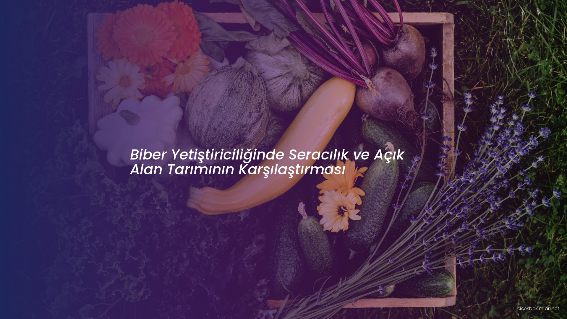 Biber Yetiştiriciliğinde Seracılık ve Açık Alan Tarımının Karşılaştırması