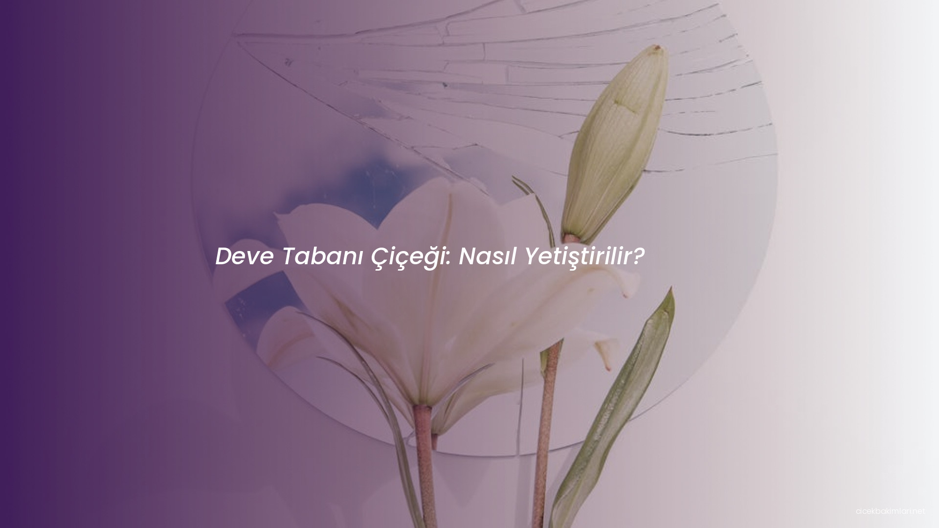 Deve Tabanı Çiçeği: Nasıl Yetiştirilir?