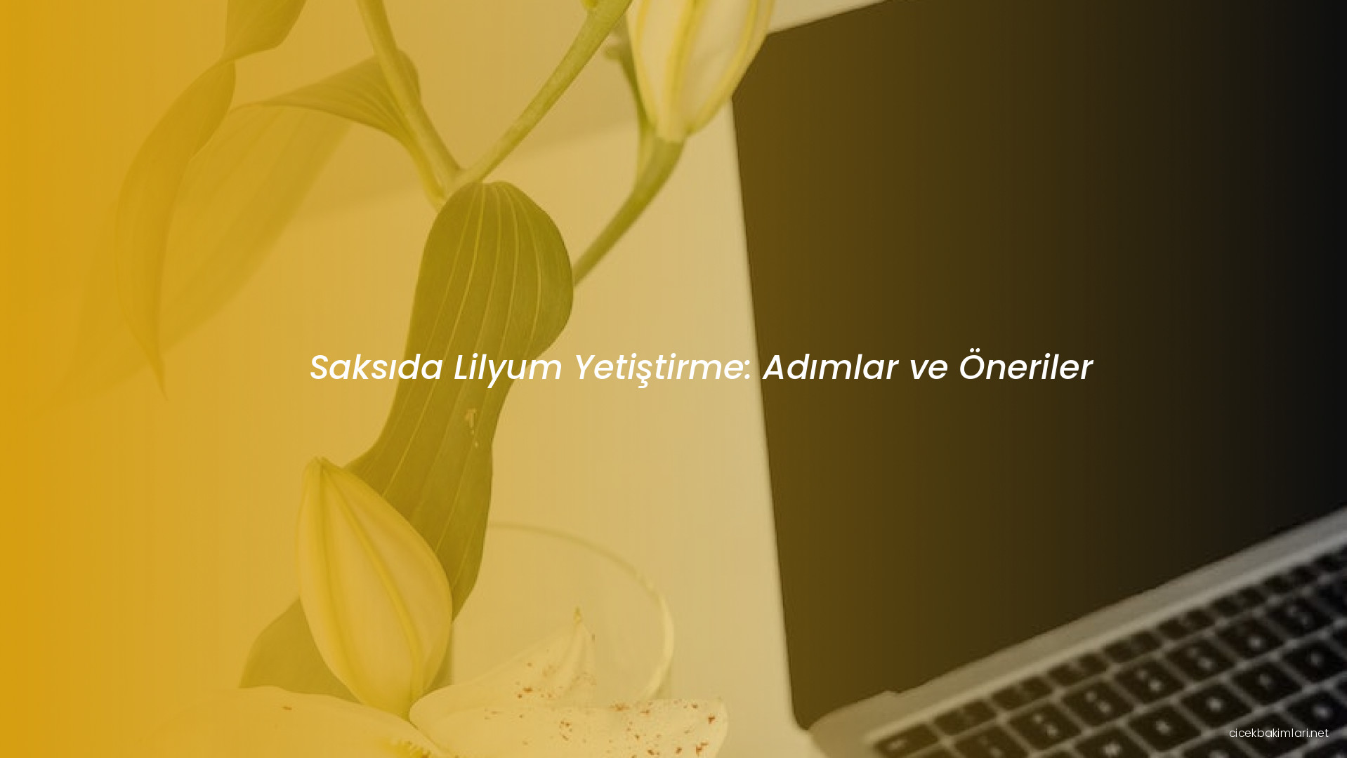 Saksıda Lilyum Yetiştirme: Adımlar ve Öneriler