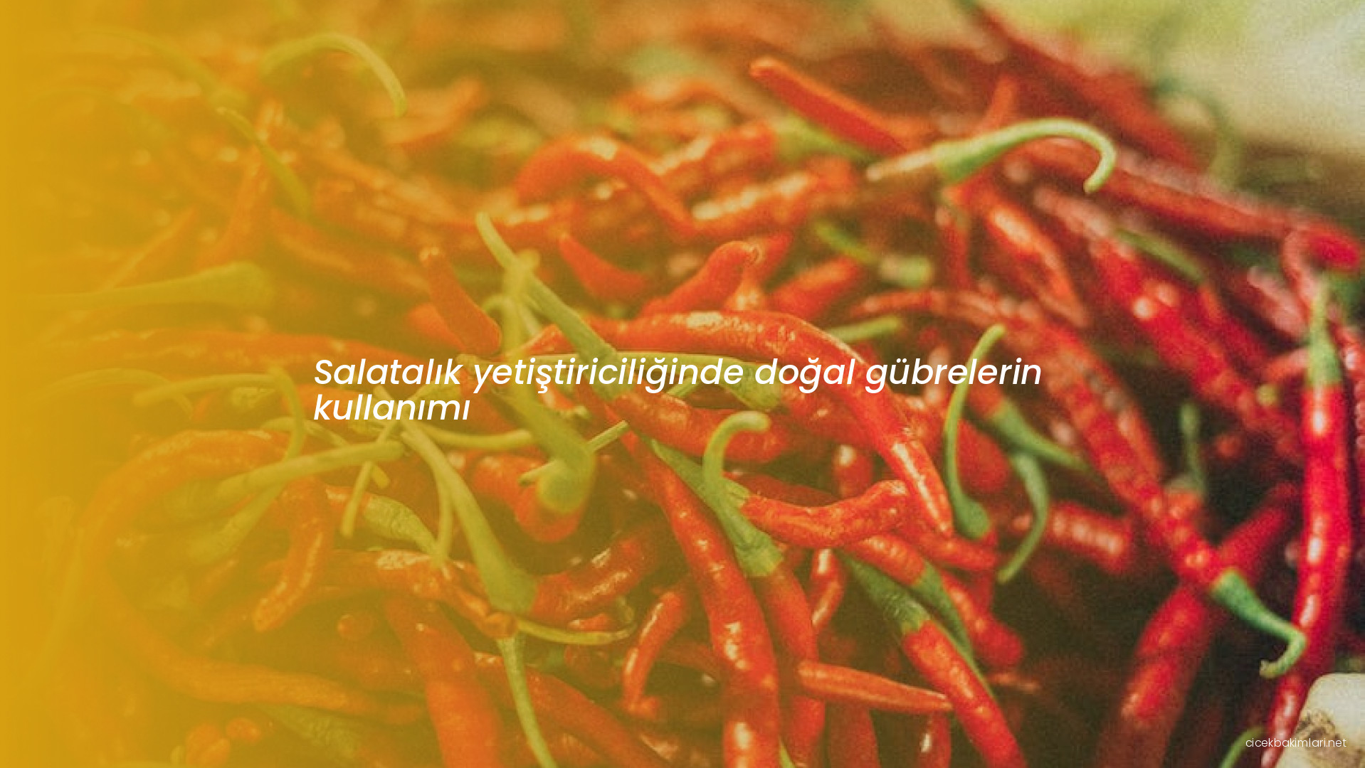 Salatalık yetiştiriciliğinde doğal gübrelerin kullanımı