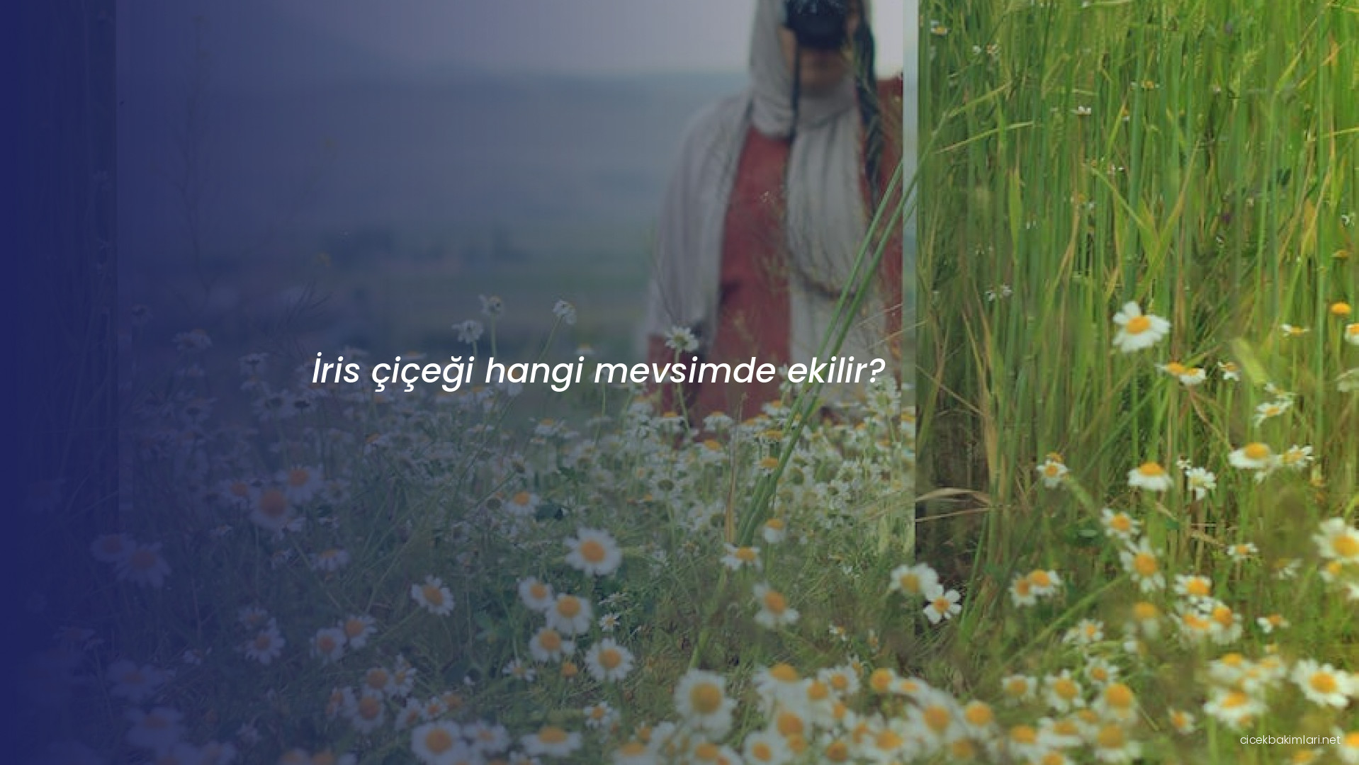 İris çiçeği hangi mevsimde ekilir?