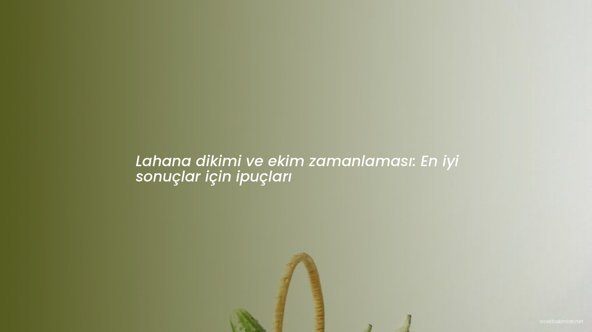 Lahana dikimi ve ekim zamanlaması: En iyi sonuçlar için ipuçları