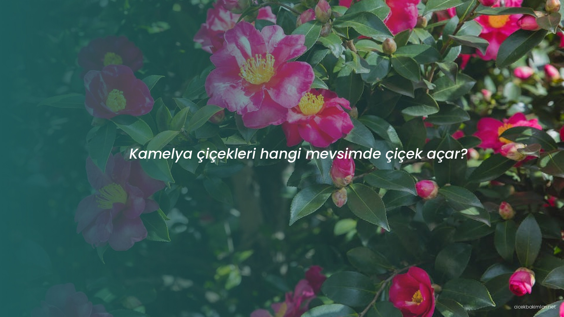 Kamelya çiçekleri hangi mevsimde çiçek açar?