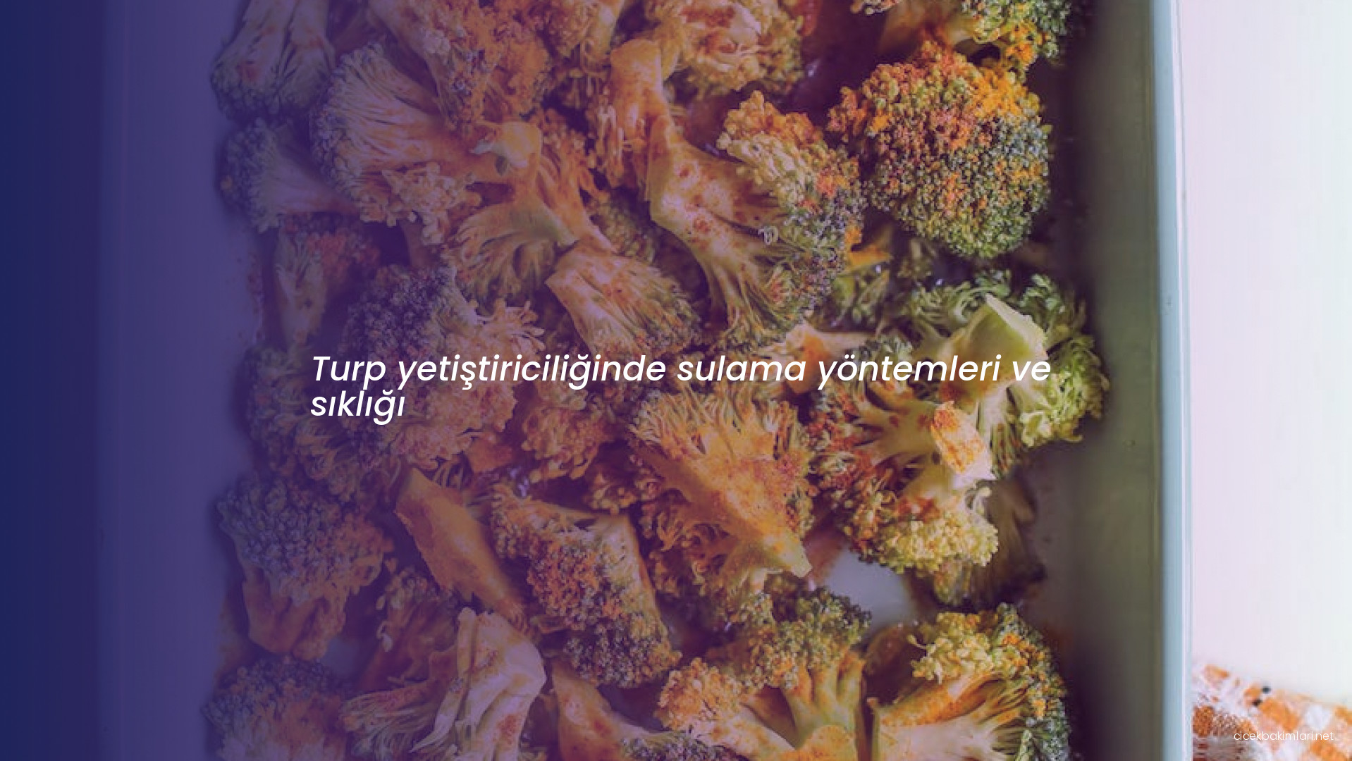 Turp yetiştiriciliğinde sulama yöntemleri ve sıklığı