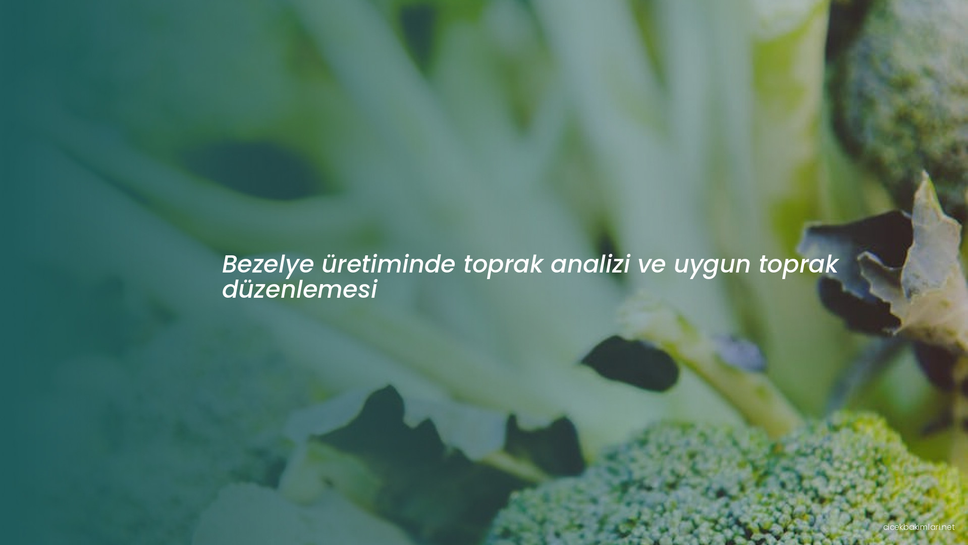 Bezelye üretiminde toprak analizi ve uygun toprak düzenlemesi
