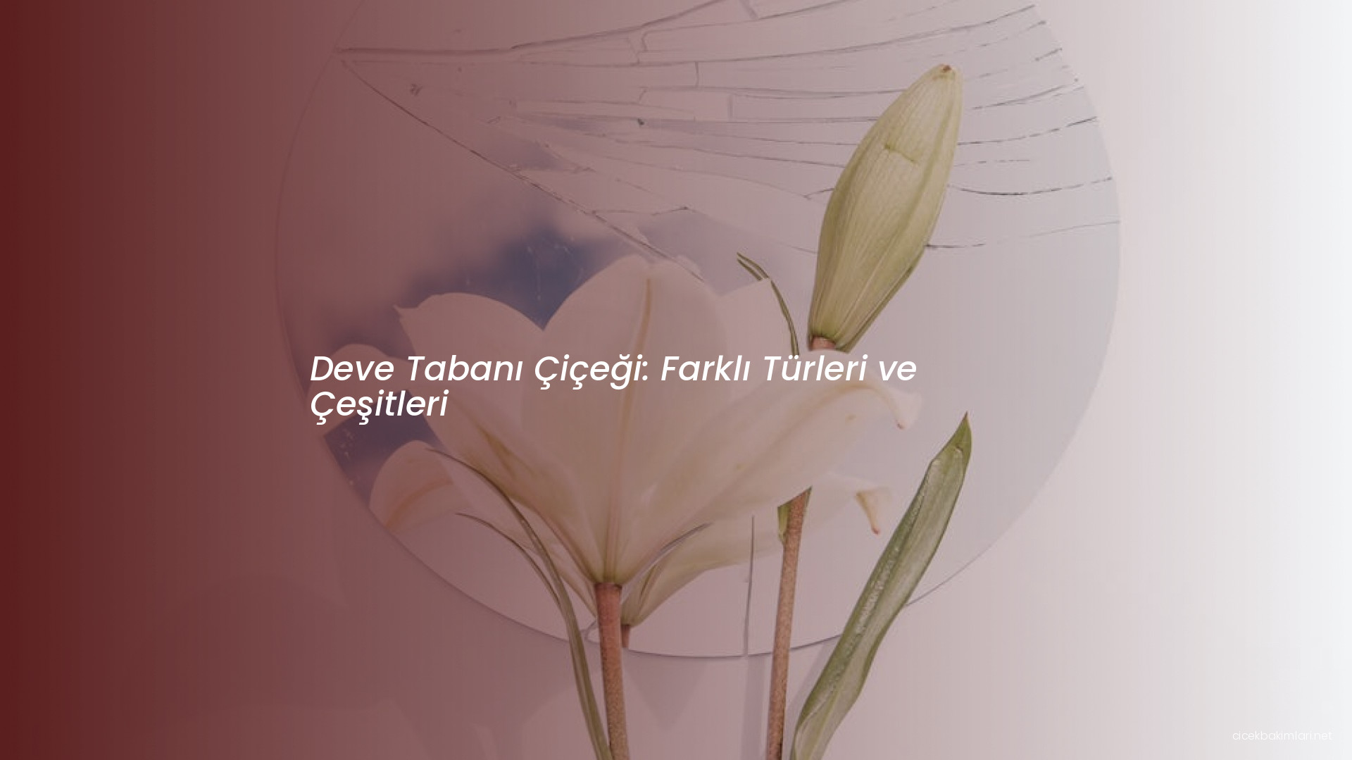 Deve Tabanı Çiçeği: Farklı Türleri ve Çeşitleri